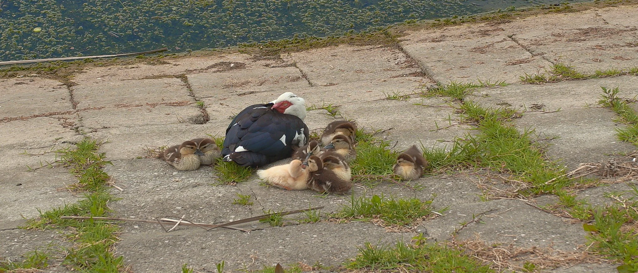 Sigma FP and FP L - Vintage Color Film Picture Profile Sample Photo