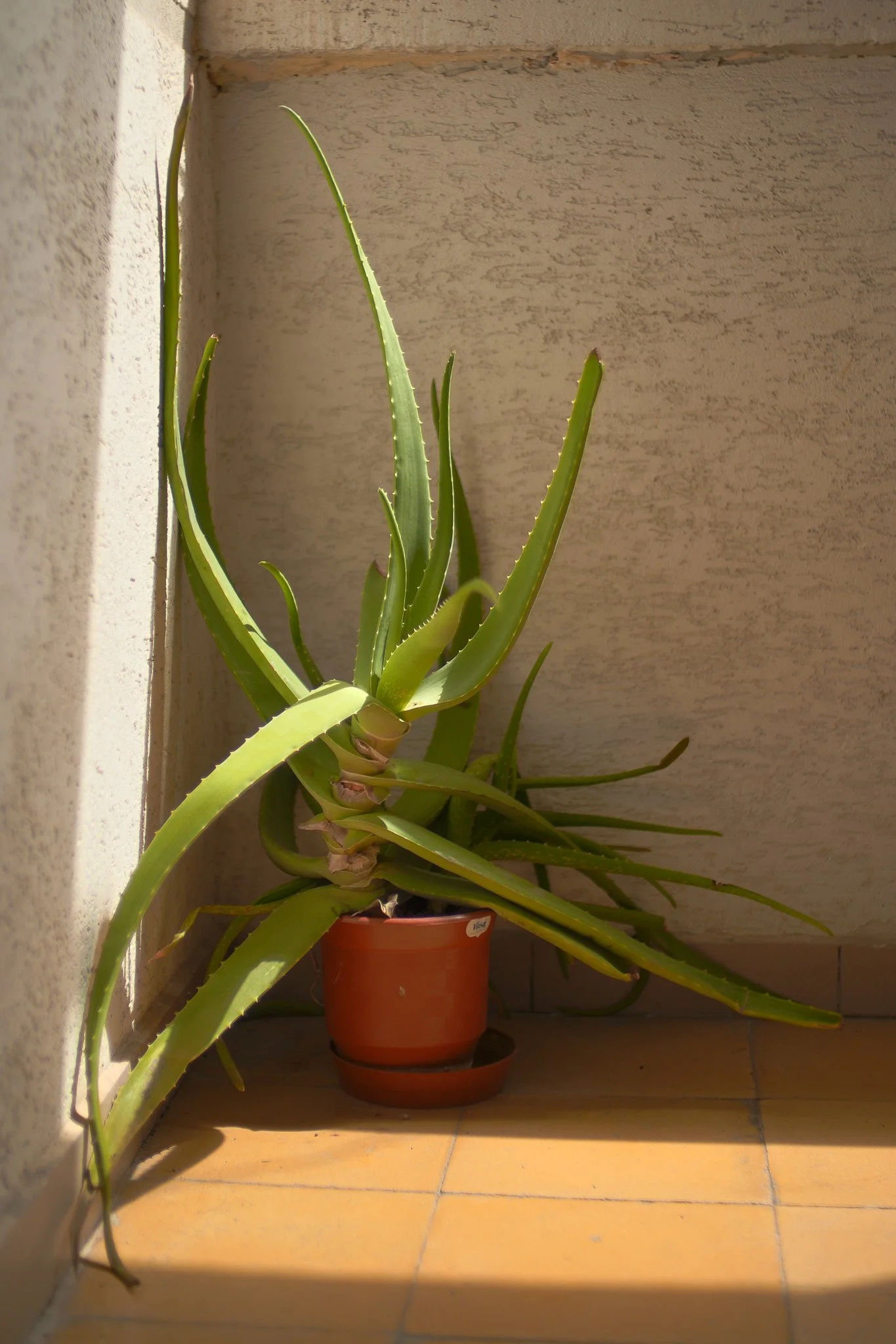 Sigma FP and FP L - Vintage Color Film Picture Profile Sample Photo