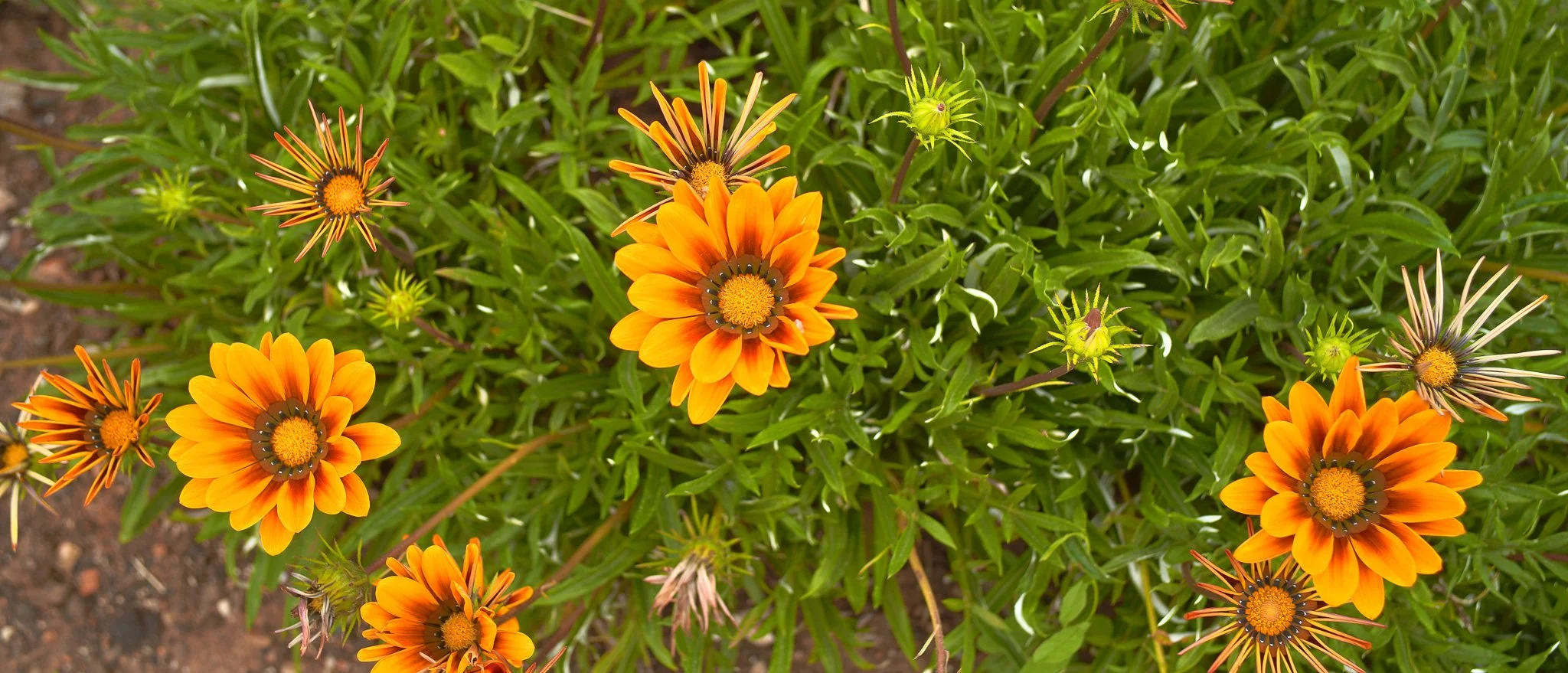 Sigma FP and FP L - Vintage Color Film Picture Profile Sample Photo