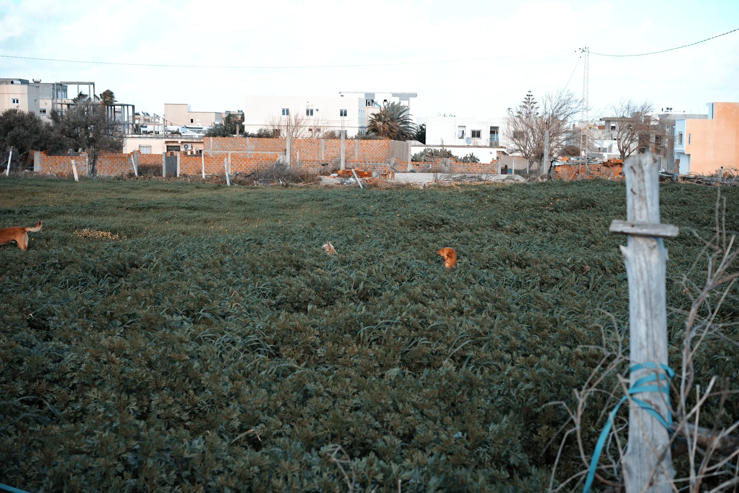 Moody Orange and Teal - Sigma FP Film Simulation