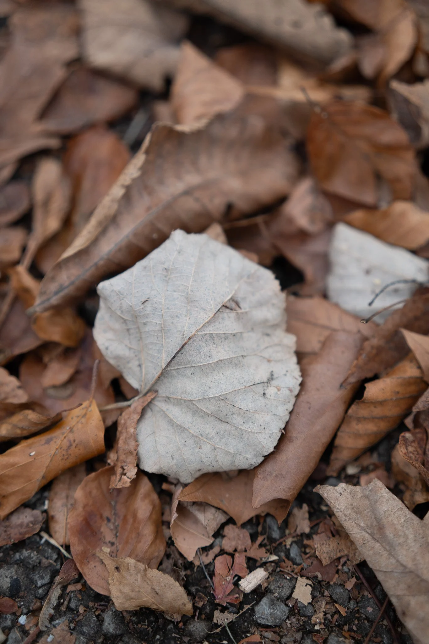 Close Focusing Distance Test of the Sigma 50mm F2 for L-mount