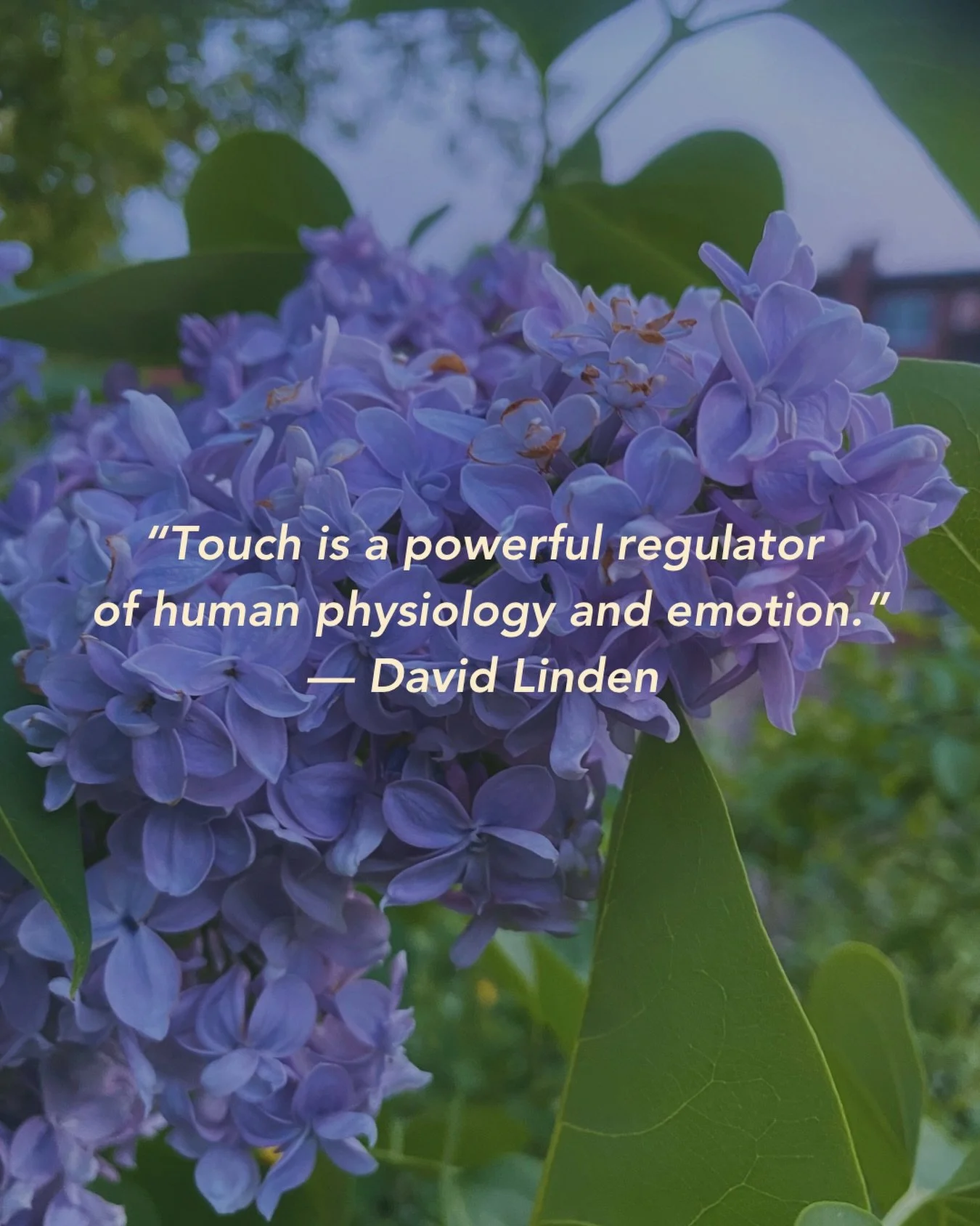 Le massage est bien plus qu&rsquo;un luxe &mdash; c&rsquo;est une r&eacute;initialisation physiologique. 

En apaisant le syst&egrave;me nerveux, en r&eacute;duisant les hormones du stress et en soutenant la r&eacute;gulation &eacute;motionnelle, le 