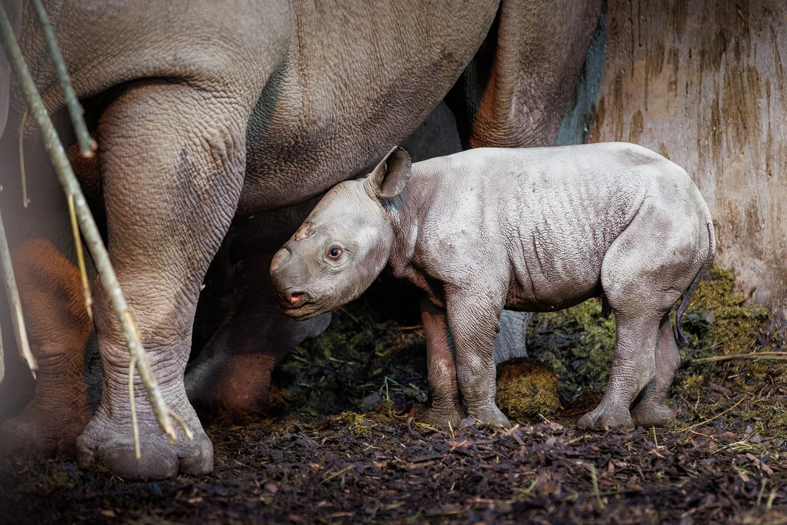 Folly Farm welcomes second critically endangered eastern black rhino calf