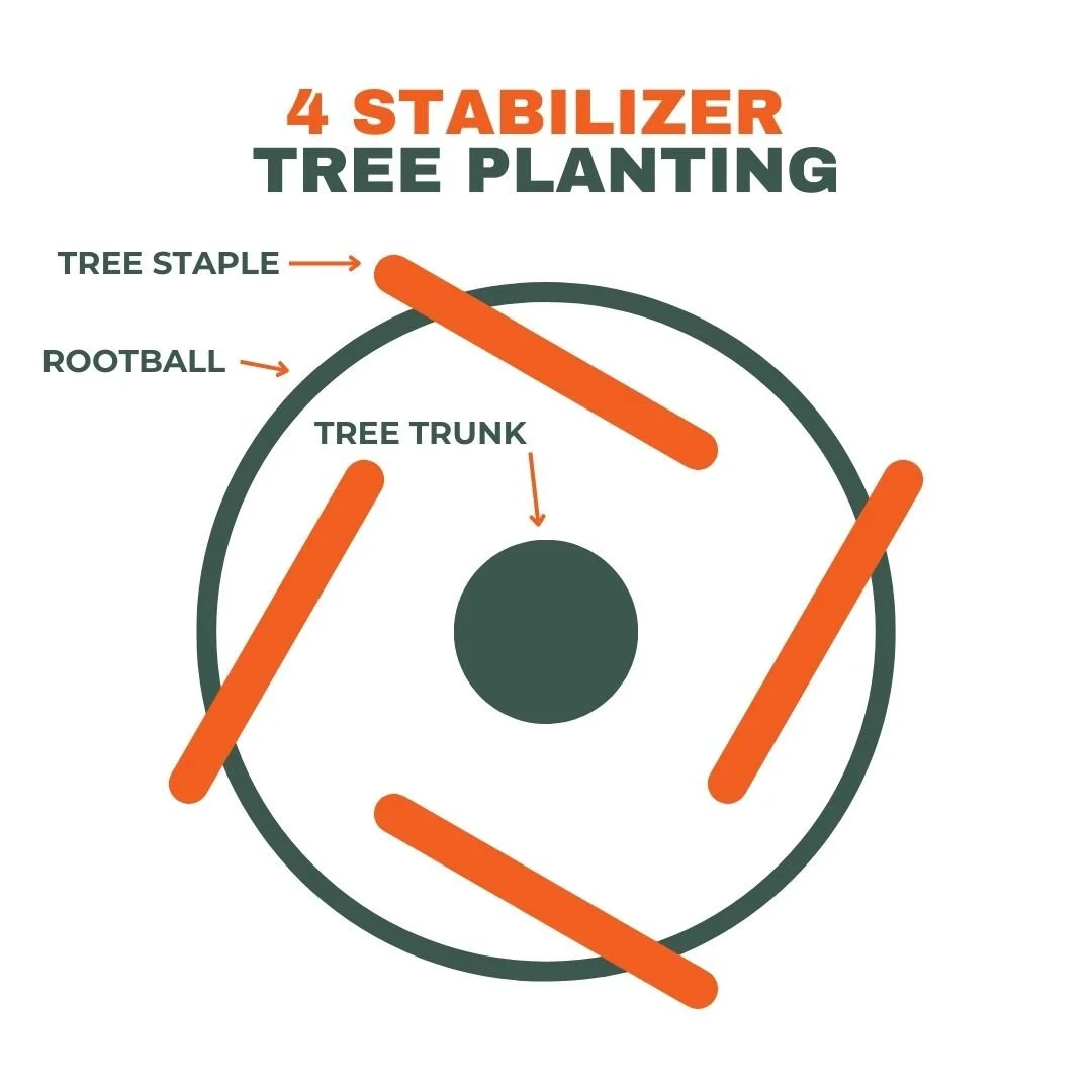 How to Install Tree Staple | Long-Lasting Tree Stake Alternative — Tree ...