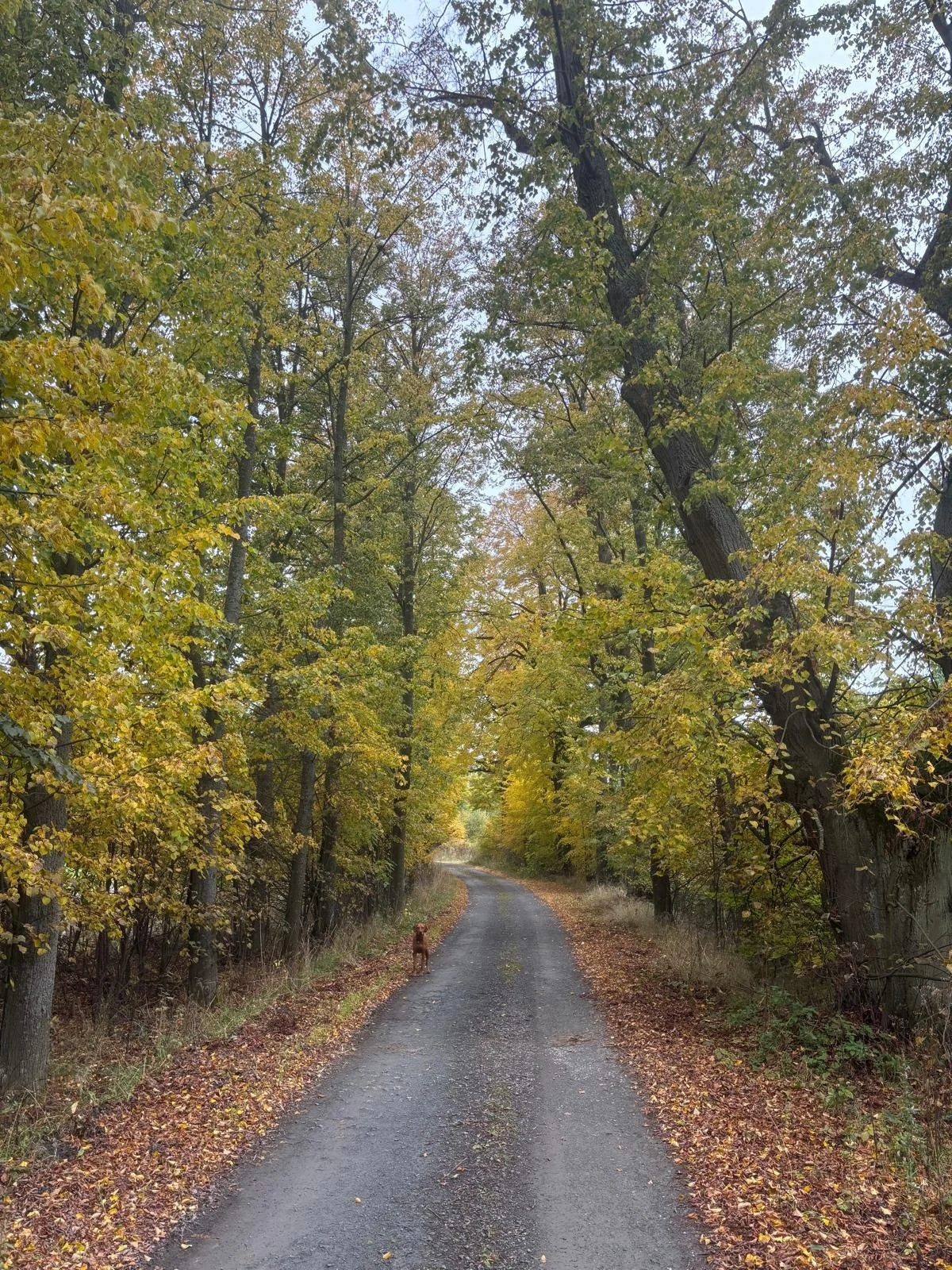 shared image (15).jpeg