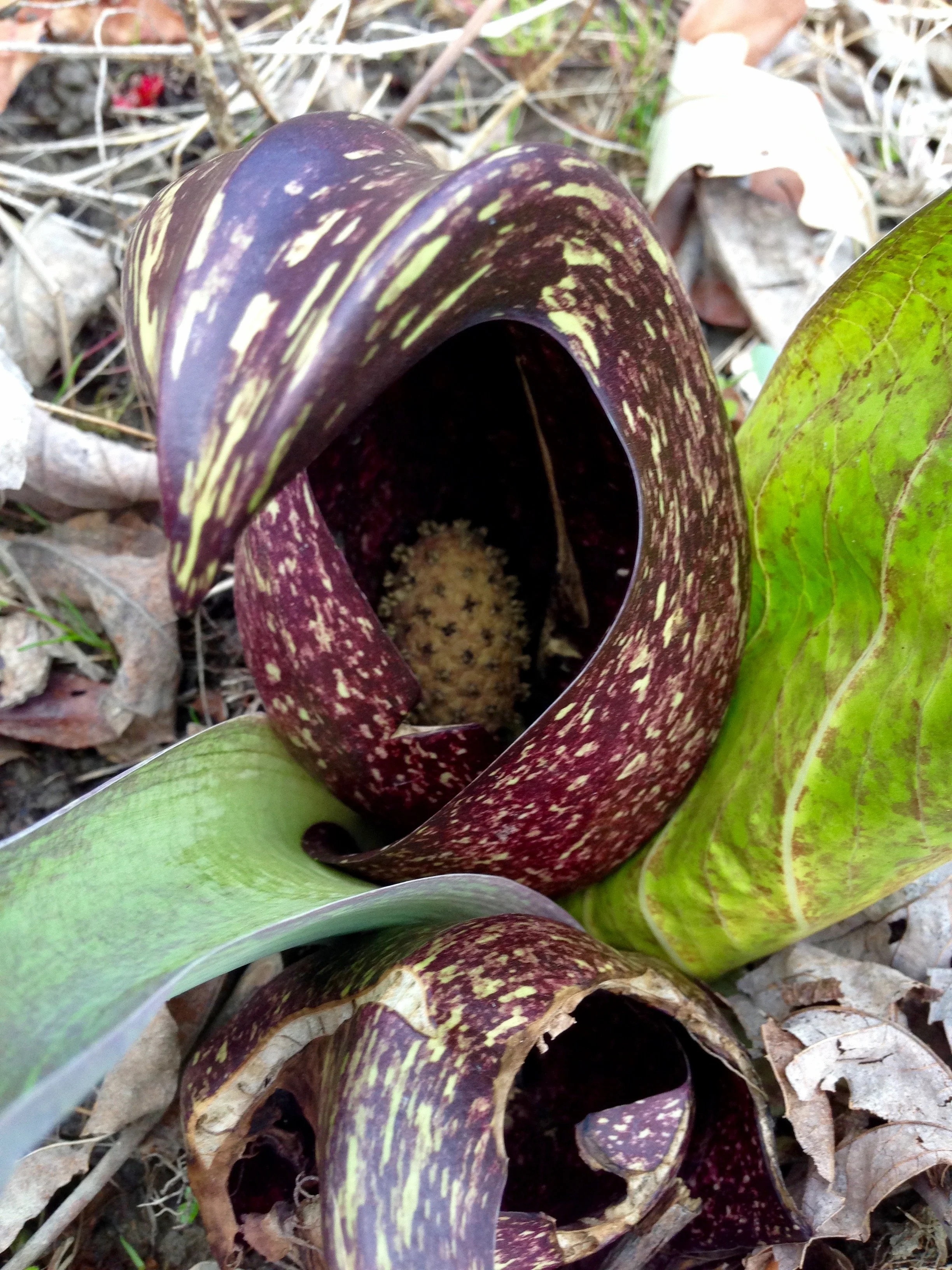 Spring Gathering – Film, Friends, Food