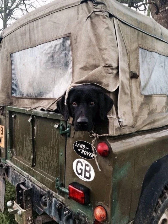 A black dog with brown eyes looking out from the rear of a vintage Land Rover with a canvas top, outdoors with trees in the background.