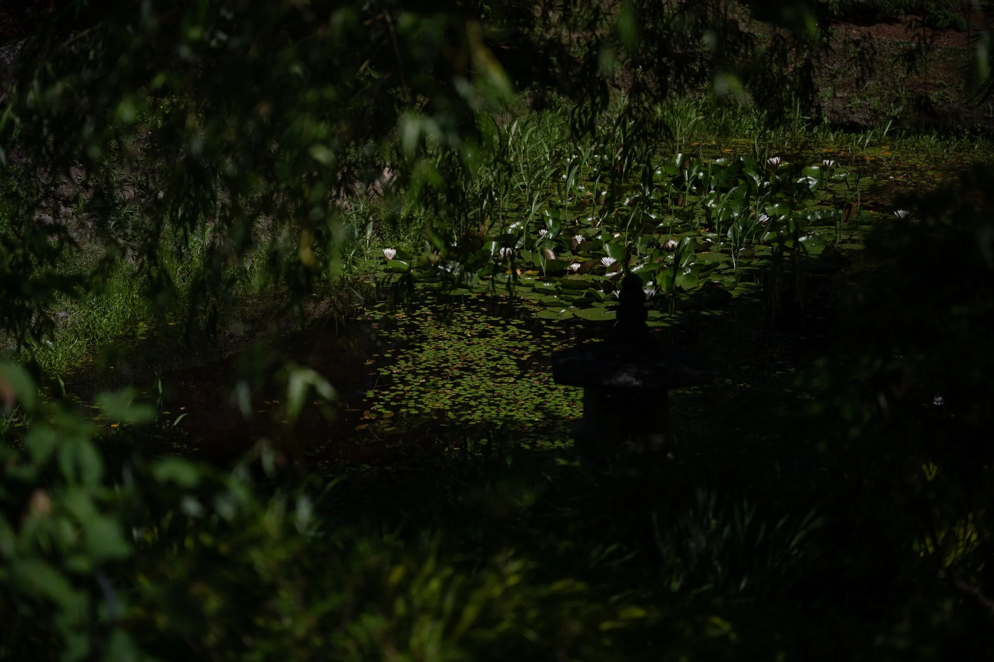 JAPANESE GARDEN