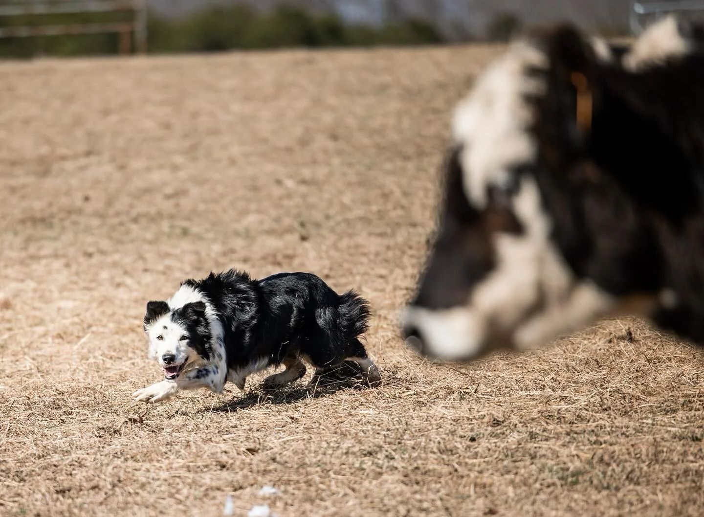 Our events are unique from other cow dog competitions in that the majority of the obstacles require both the dog and horse/rider to negotiate.

Stay tuned to find out when you can live out this negotiation! We cannot wait to share it with you! 

Dog-