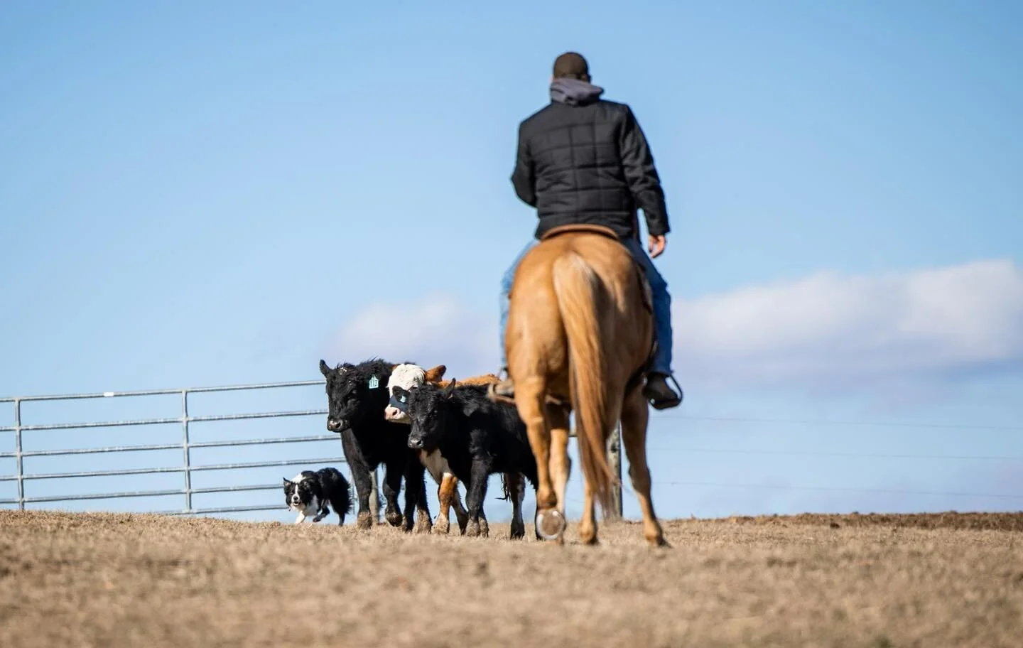 Rodear events main goal is to revolutionize modern cow dog competition by most accurately simulating the way in which cow dogs are utilized in everyday cattle operations on working cattle ranches. 

We cannot wait to share more about our everyday lif
