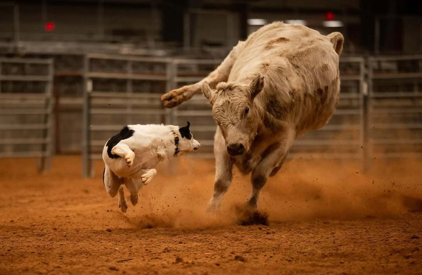 Starting the week off strong! Happy Monday from the World&rsquo;s Toughest Cowdog Series team!! 

📸 Logan Miller Photography