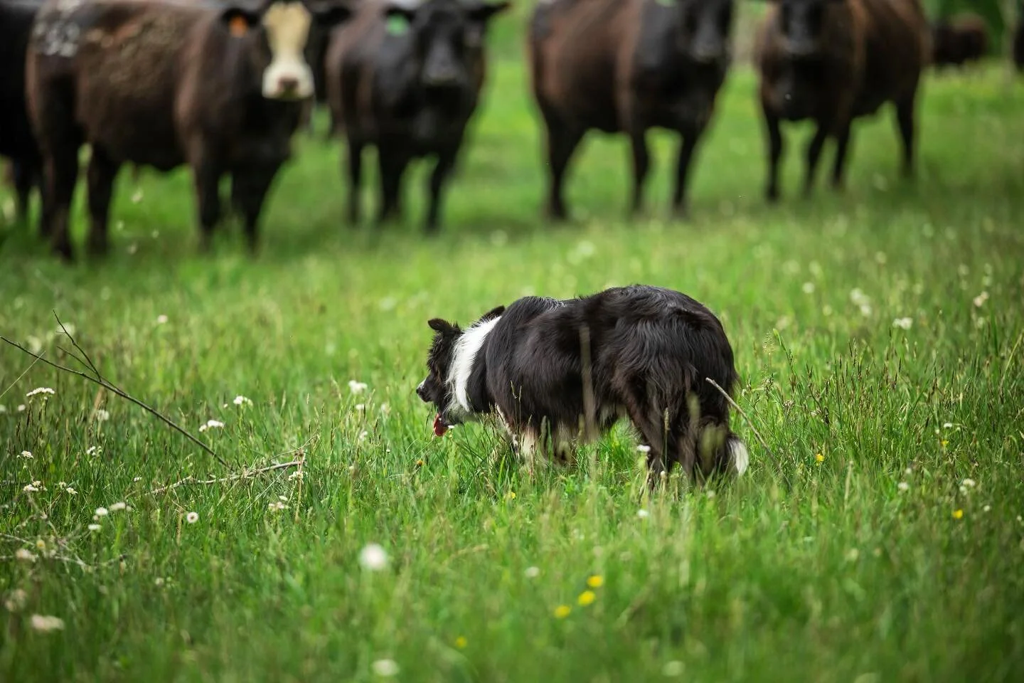 &bull; Focusing on the end goal &bull;
&bull;
&bull;
&bull;
#workingcowdogphoto #rodearamerica #ranching #cowdogs #cattle #cowdogsofinstagram #bordercollie