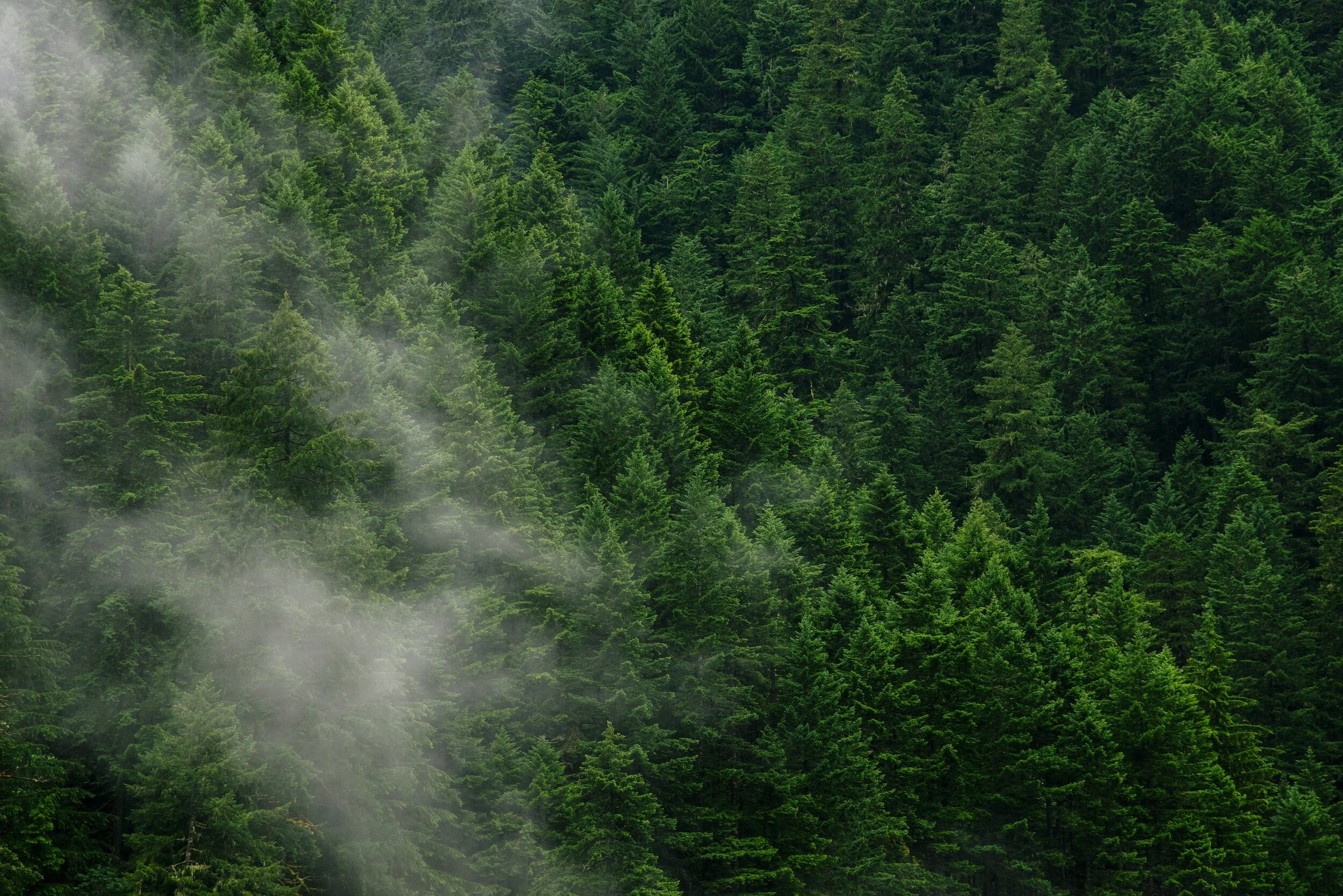 Dense forest of evergreen trees with mist.