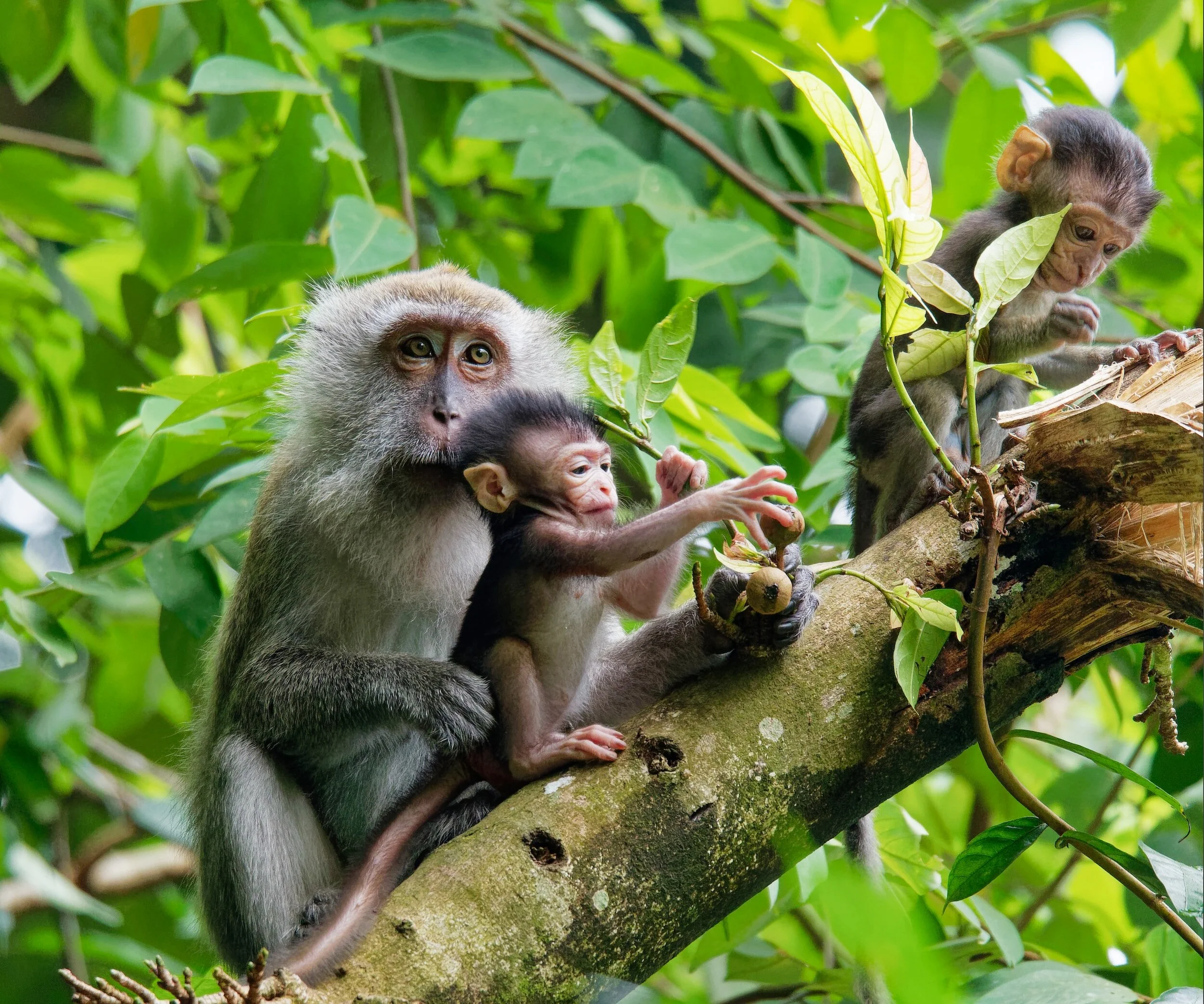 Monkeys on a tree branch with green leaves, including an adult monkey holding a baby and another young monkey exploring nearby.