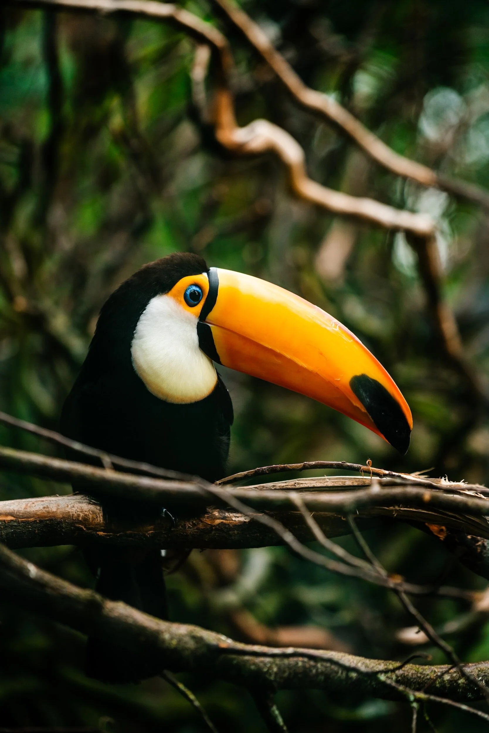 Toucan with large orange beak perched on a branch in a forest.