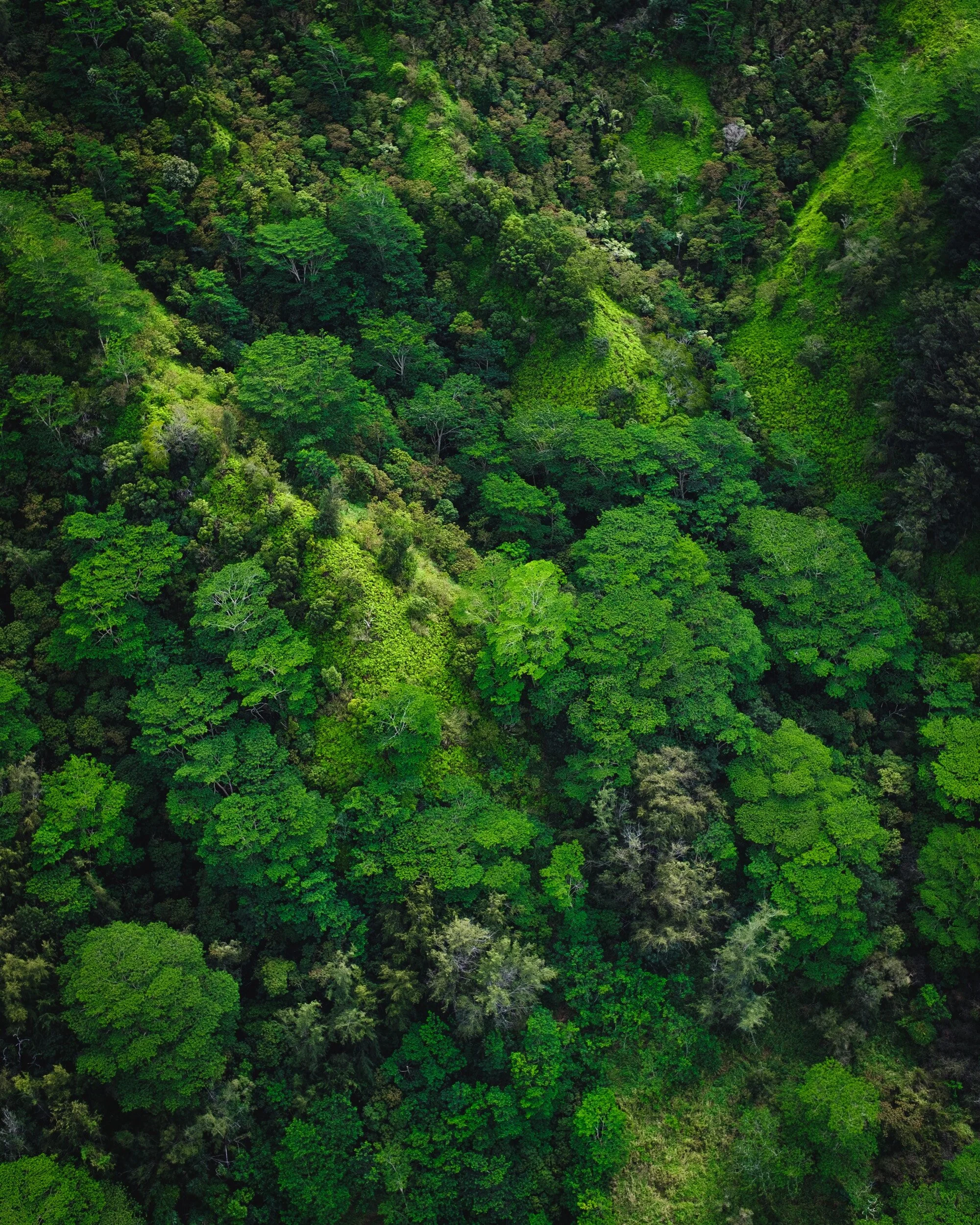 Aerial view of lush green forest canopy with dense tree coverage.