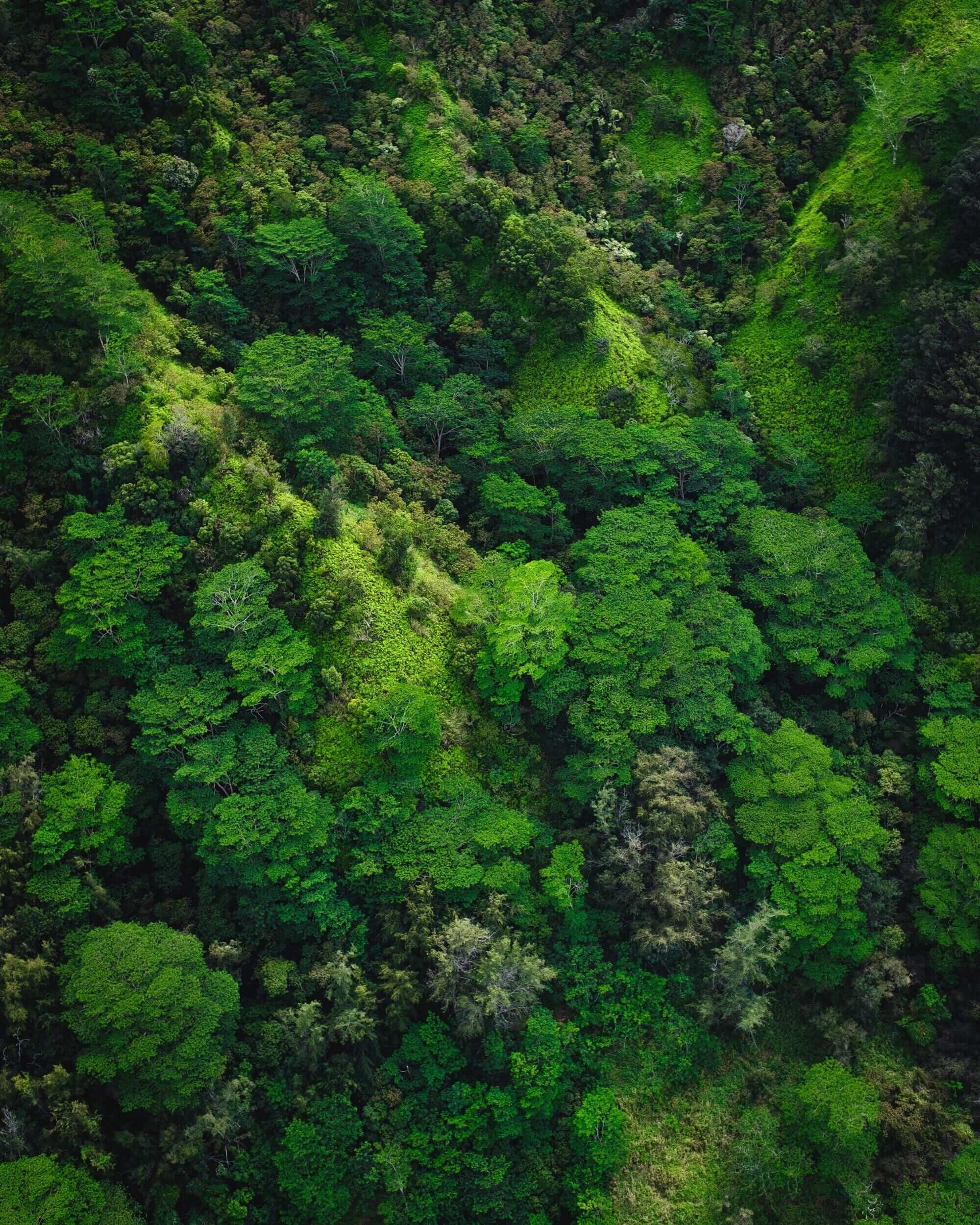 Aerial view of dense, lush green forest with a mix of tree types and varying heights.