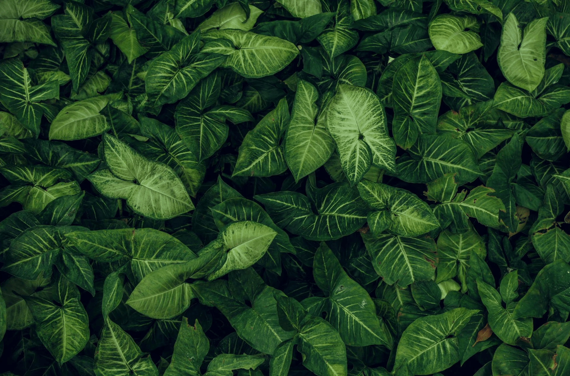 Dense cluster of green tropical leaves with variegated patterns