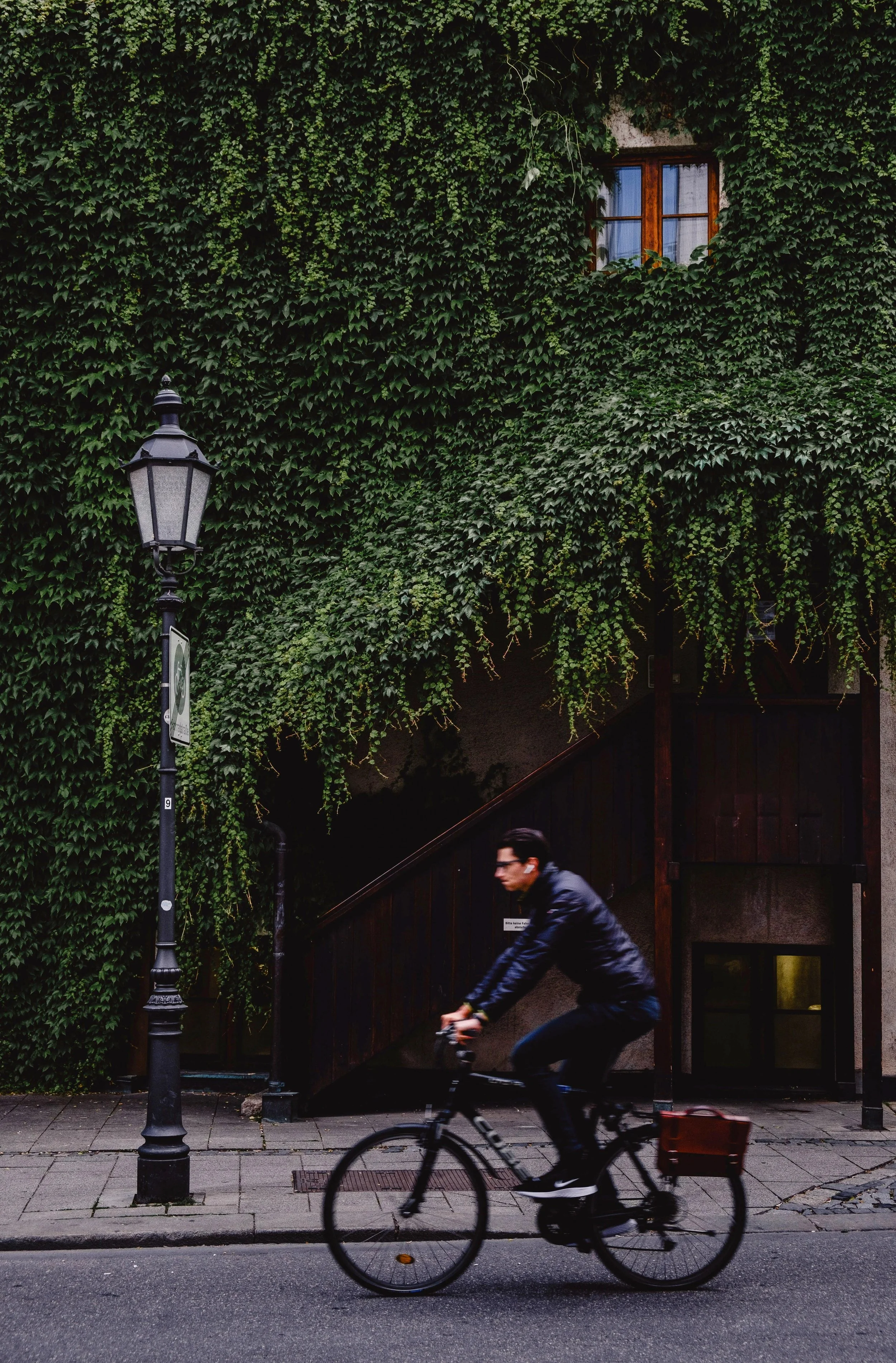 Man riding a bicycle past a wall covered in green ivy with a wooden window and a vintage street lamp.
