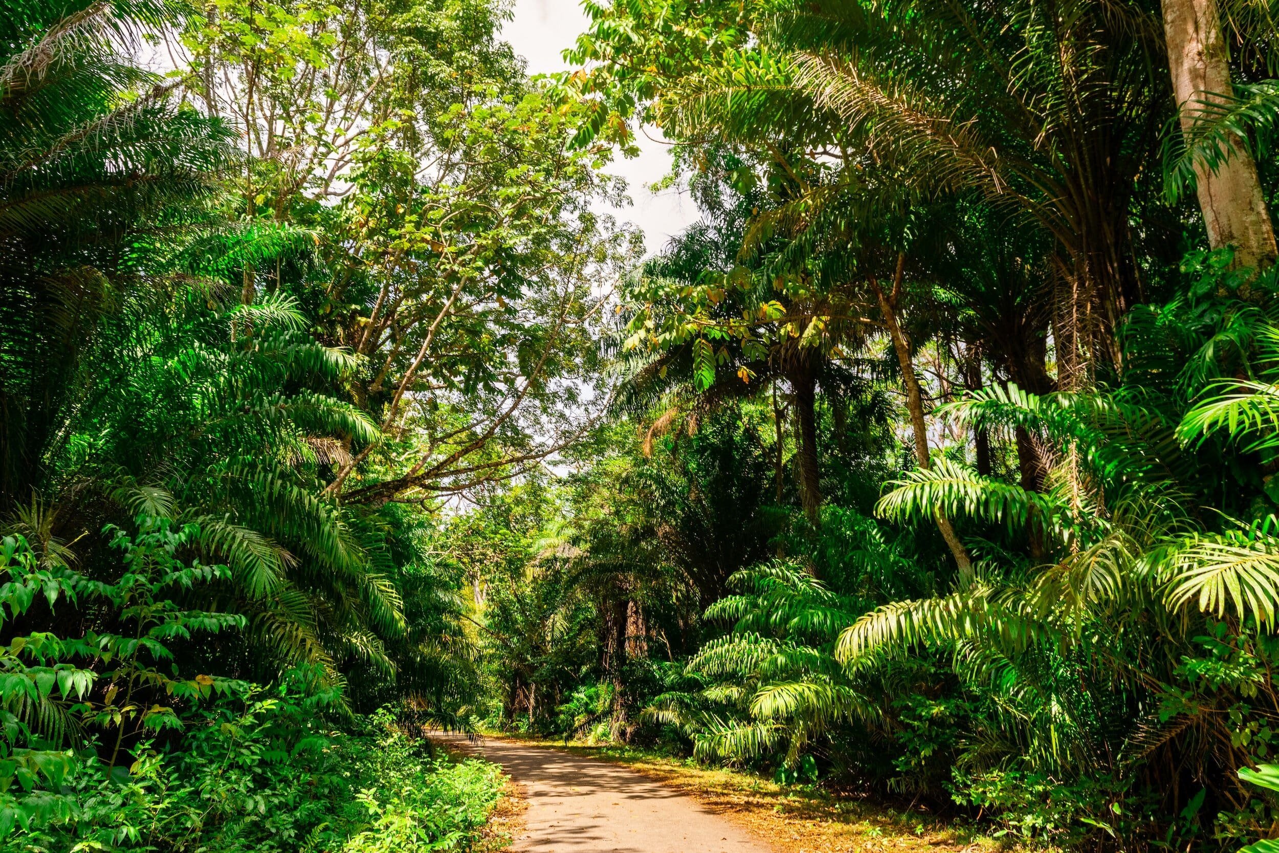 A lush green rainforest with tall trees and dense foliage lining a narrow dirt path.