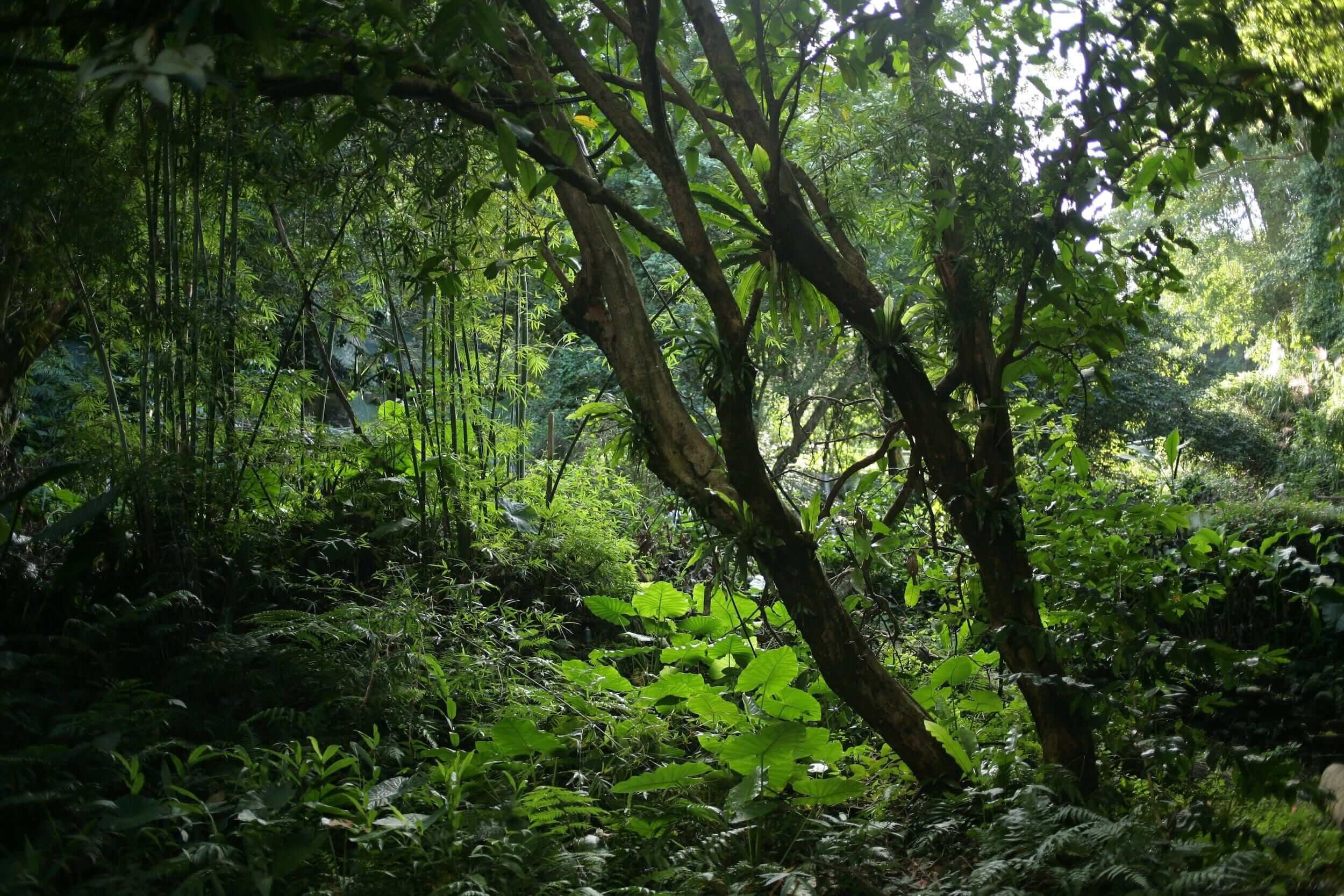 Dense tropical forest with lush green foliage and tall trees, creating a vibrant and lush jungle environment.