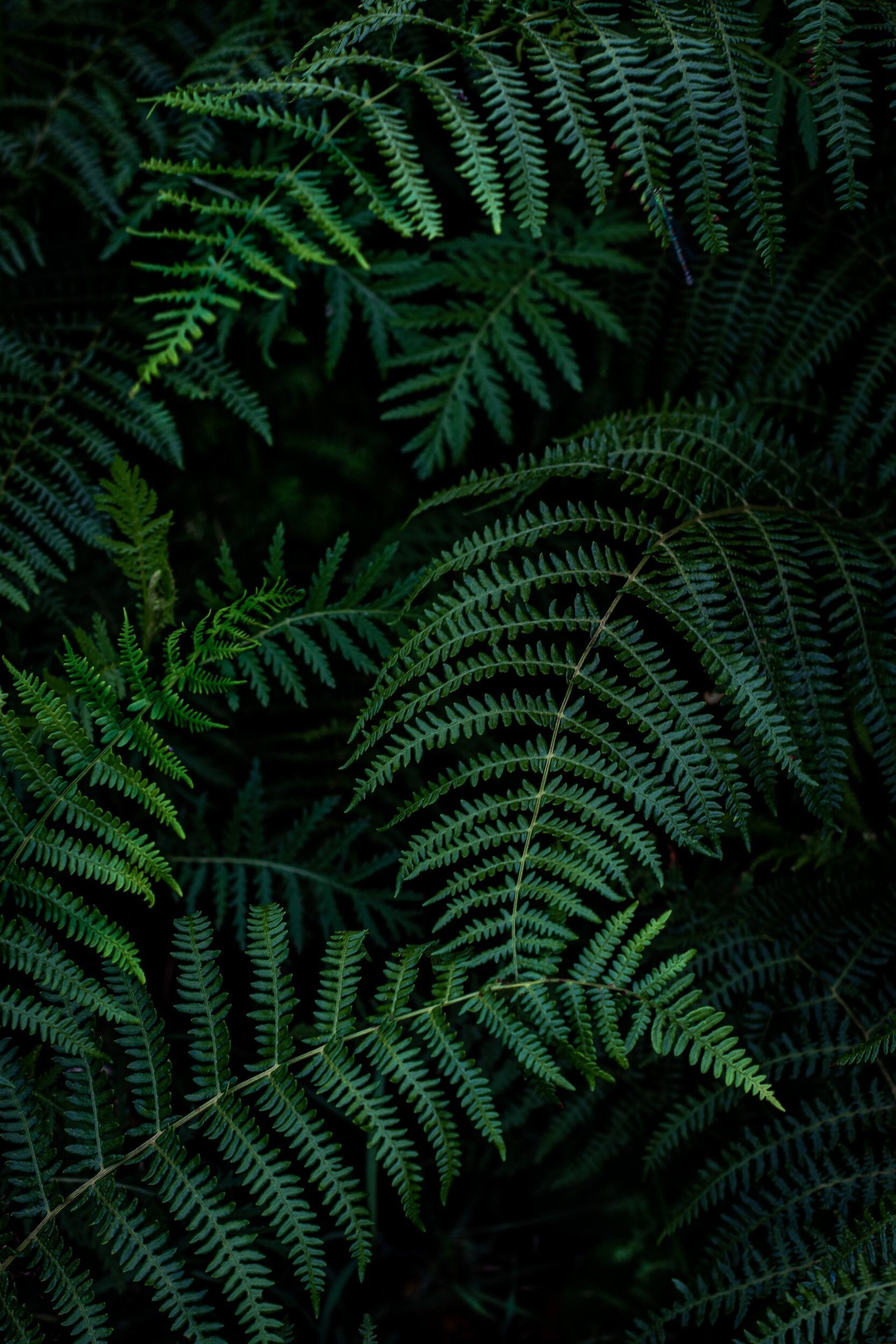 Close-up of dense green fern leaves with intricate frond patterns.