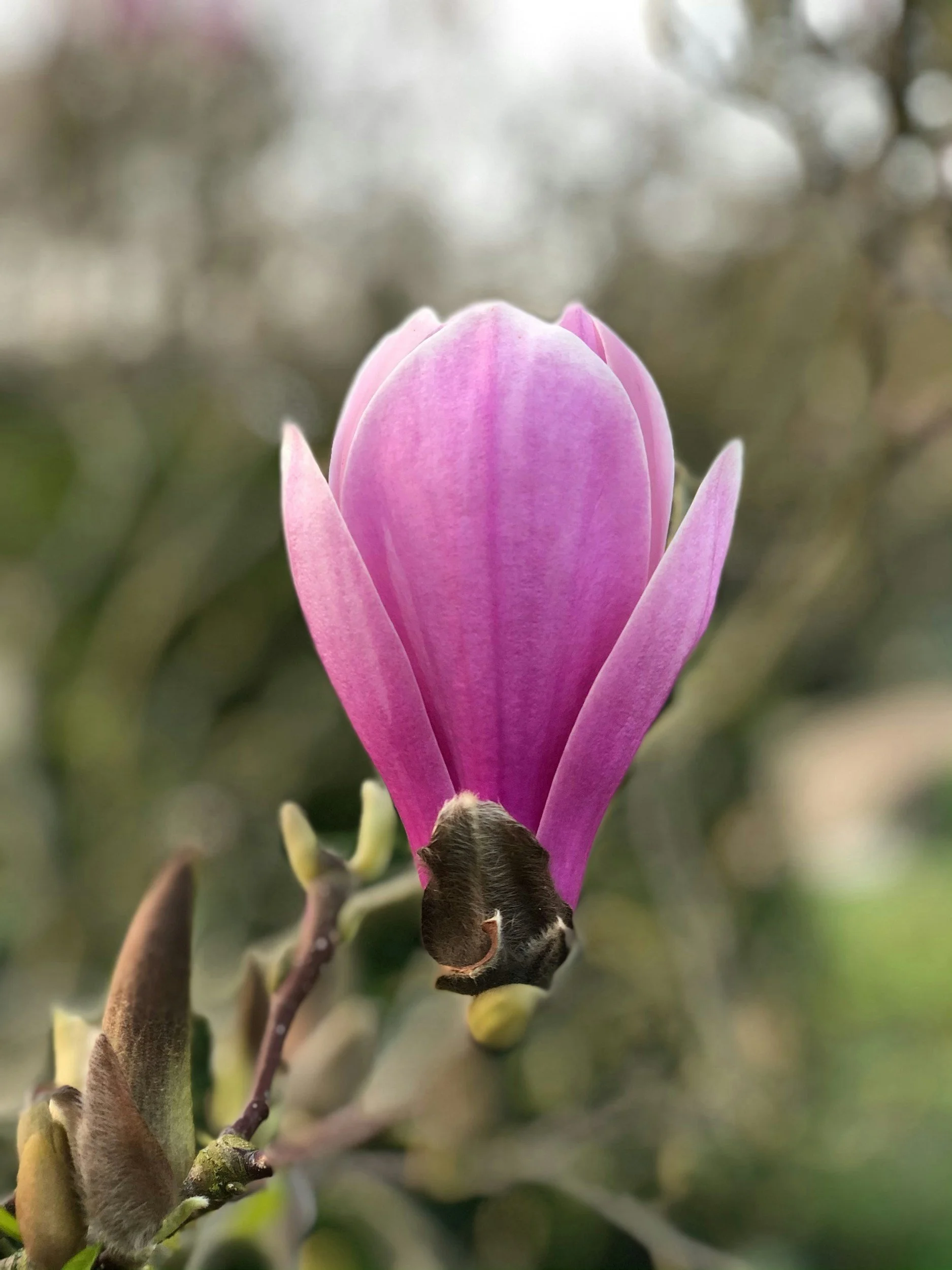 La vida Sagrada que Florece/Blooming, Holy Life