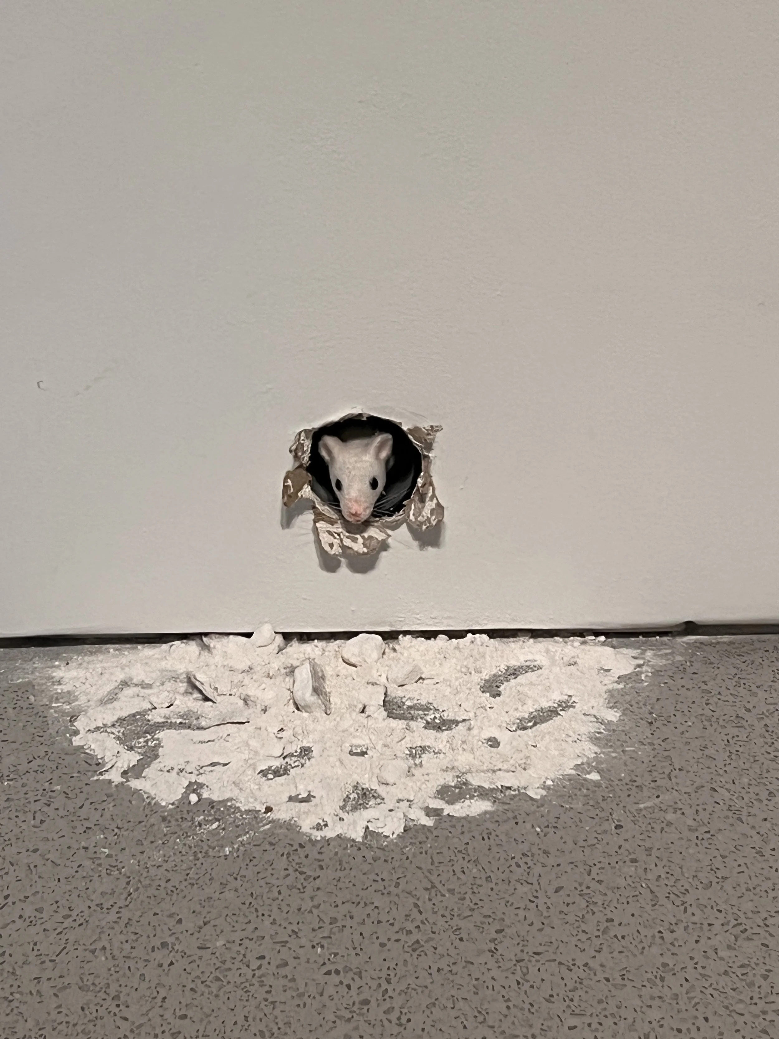Mouse at Bource De Commerce.JPG