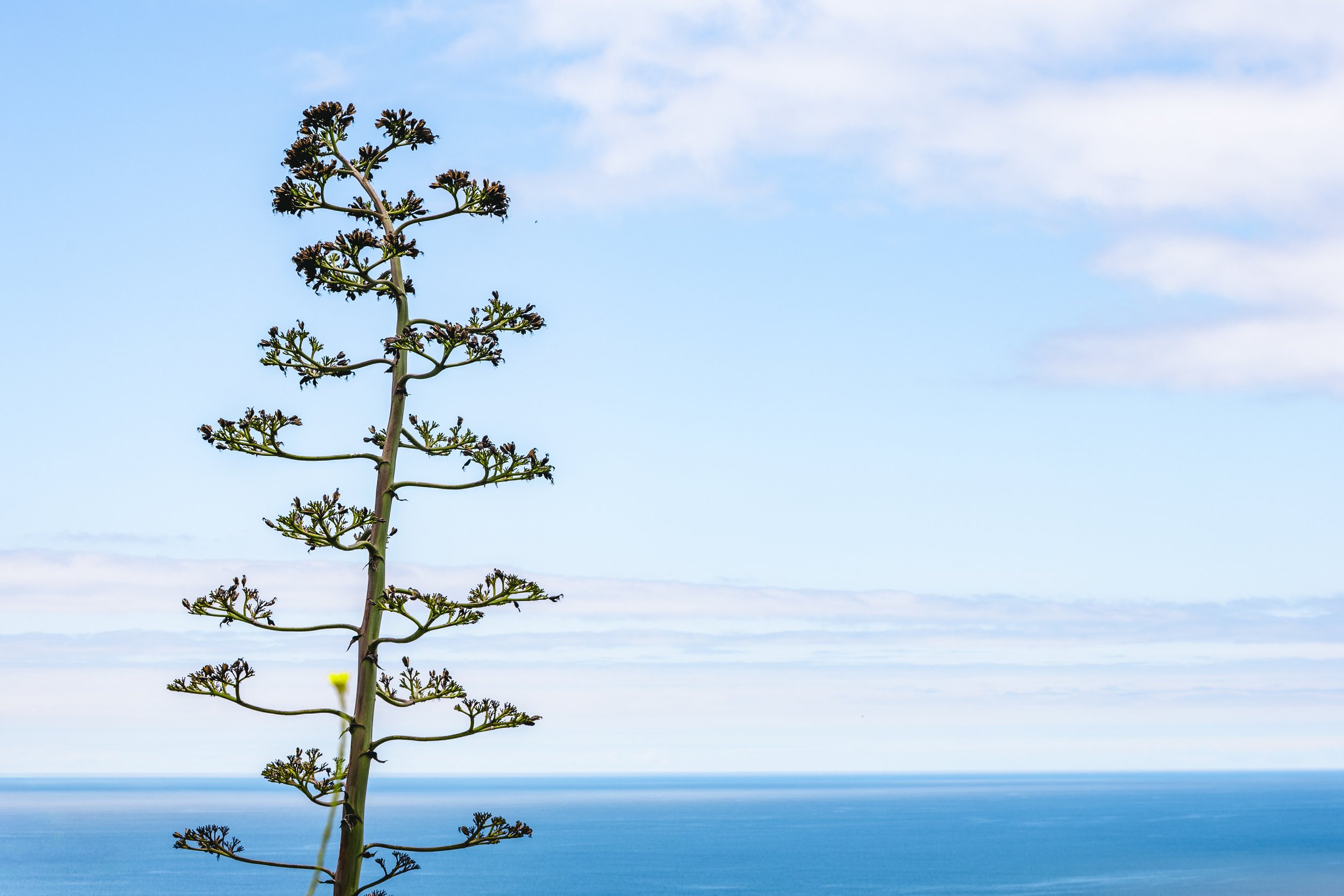 2026_05_25_DOC_COAST-HIGHWAY_CA-46.jpg