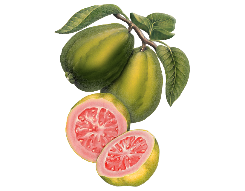 Extra Virgin Guava