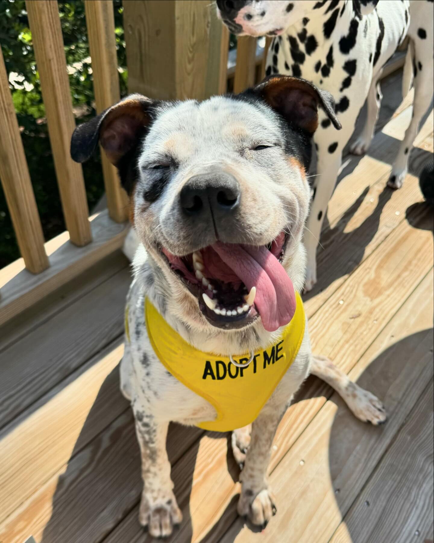 💙 AVAILABLE FOR ADOPTION 💙

Meet our adoptable dog of the day, Scooter! 💙

Scooter came to us from a kill shelter in GA where he was scheduled to be euthanized. 💔 scooter is about 3 years old, we think he is some kind of Blue Heeler mix. He is su