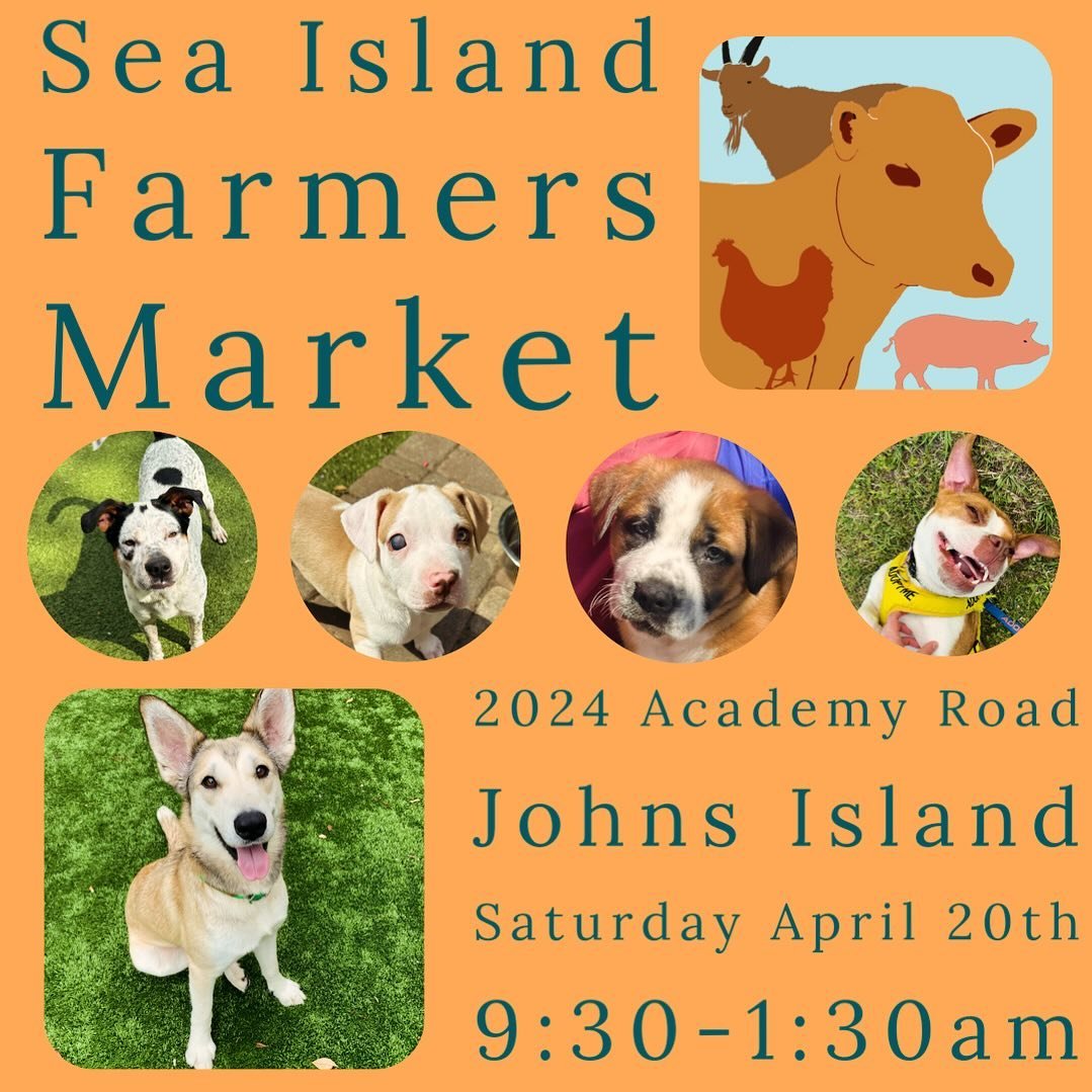 Come out this Saturday from 9:30-1:30 to @seaislandfm and meet some of our adoptable pups! Hope to see you there!!!