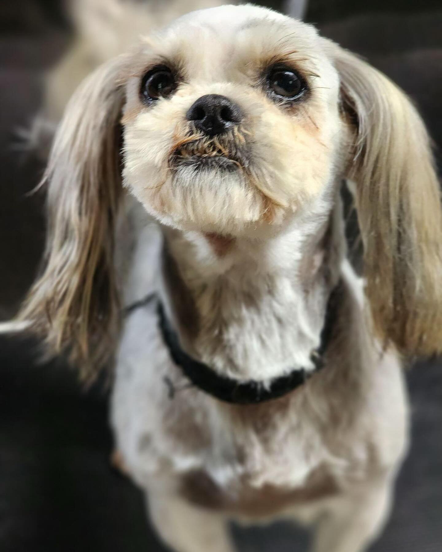 &ldquo;Back yard breeder&rdquo;  finally calling it quits! Please help us give these precious paws the life they have always dreamed of!  Foster / Adopt help needed for these 3 Shih Tzu&rsquo;s! Nan ( 4 years old, cream coat female), Loki (5 years ol