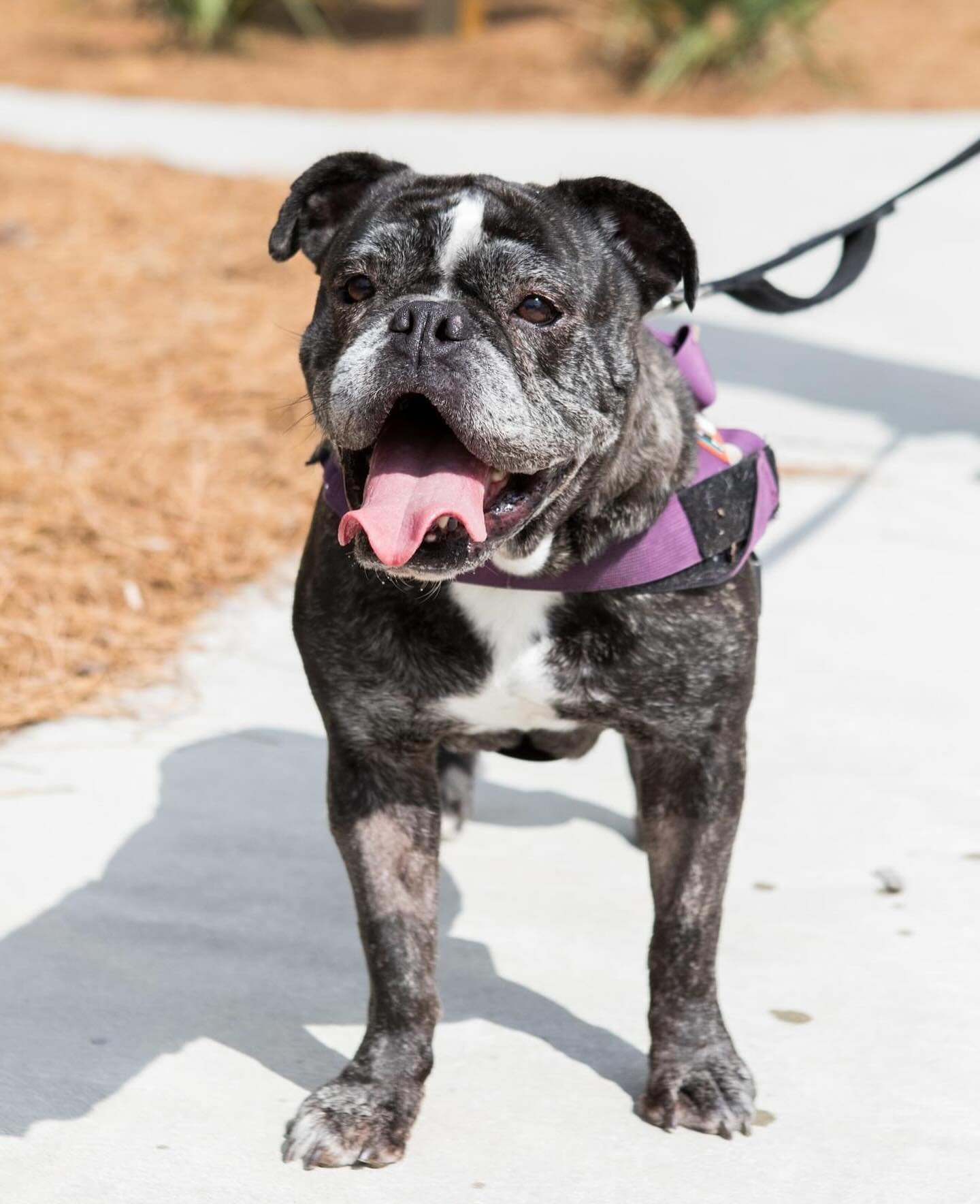 Meet our Adoptable dog of the day, Baby! 

&ldquo;Nobody puts Baby in the corner!&rdquo; 🩷

Baby came to us as an owner surrender, that was planning on taking her to a kill shelter. She is a six-year-old Olde English bulldog, and as sweet as can be!