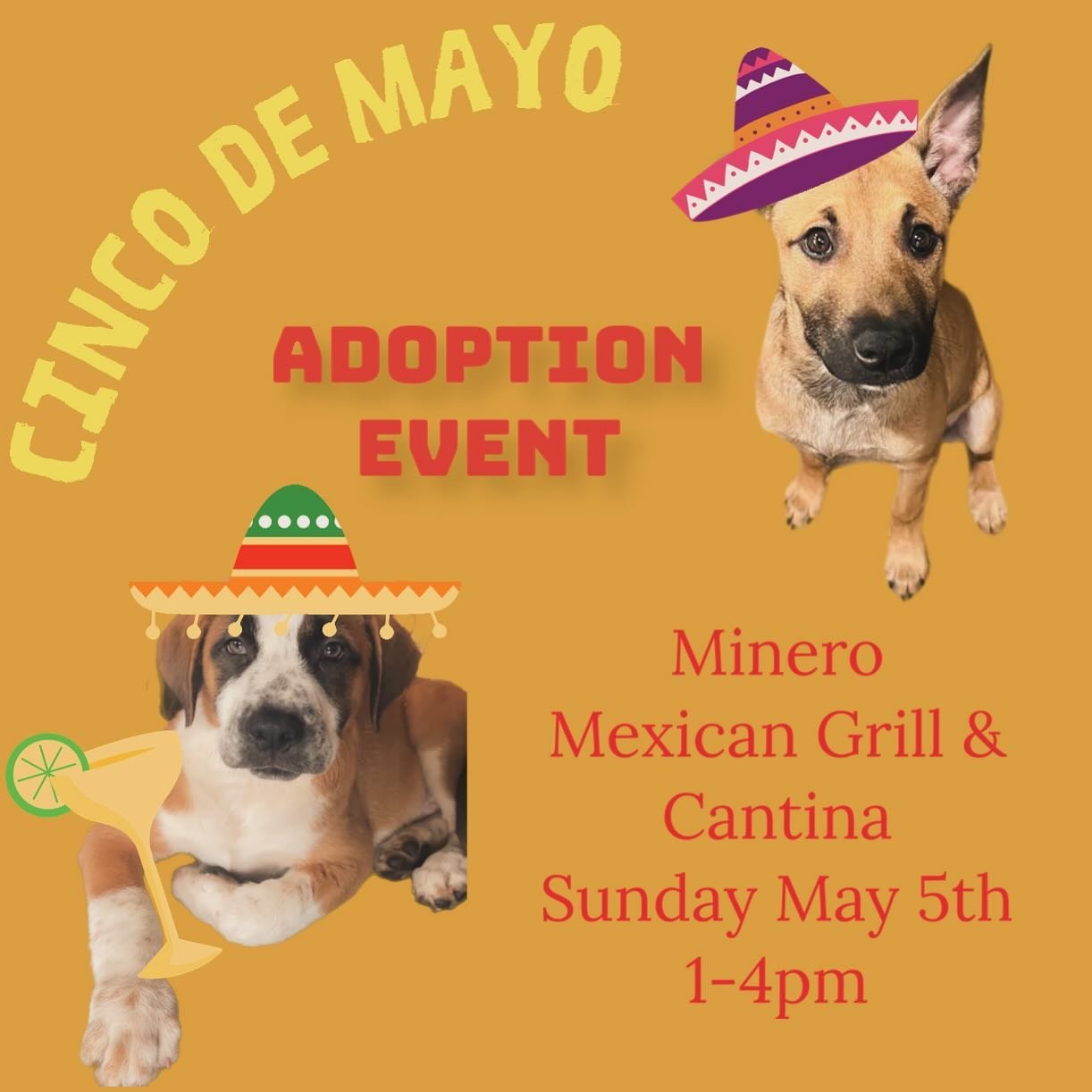 Join us @mineroji on May 5th from 1-4pm for a Cinco De Mayo celebration!!! Enjoy a margarita and tacos while you shop for your new best friend! We hope to see you there! 🐶🌮🍹