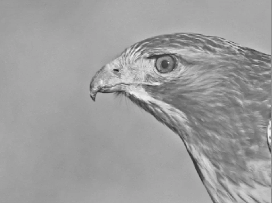 Screen Shot 2024-01-19 at 1.26.52 PM.jpg