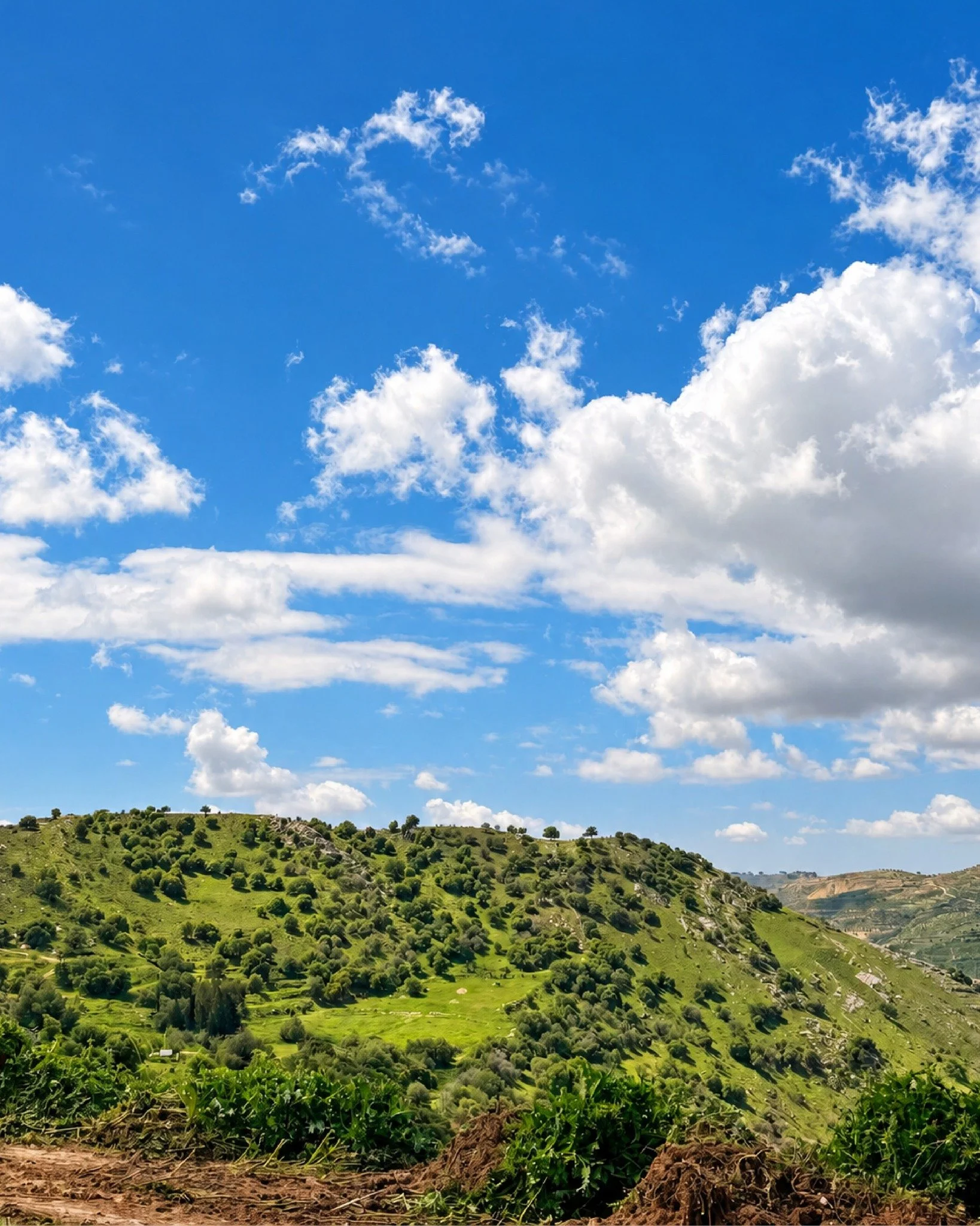The view behind the brew 🍺🌳

#Carakale #CarakaleTastingRoom #DrinkLocal #CraftBeerJordan