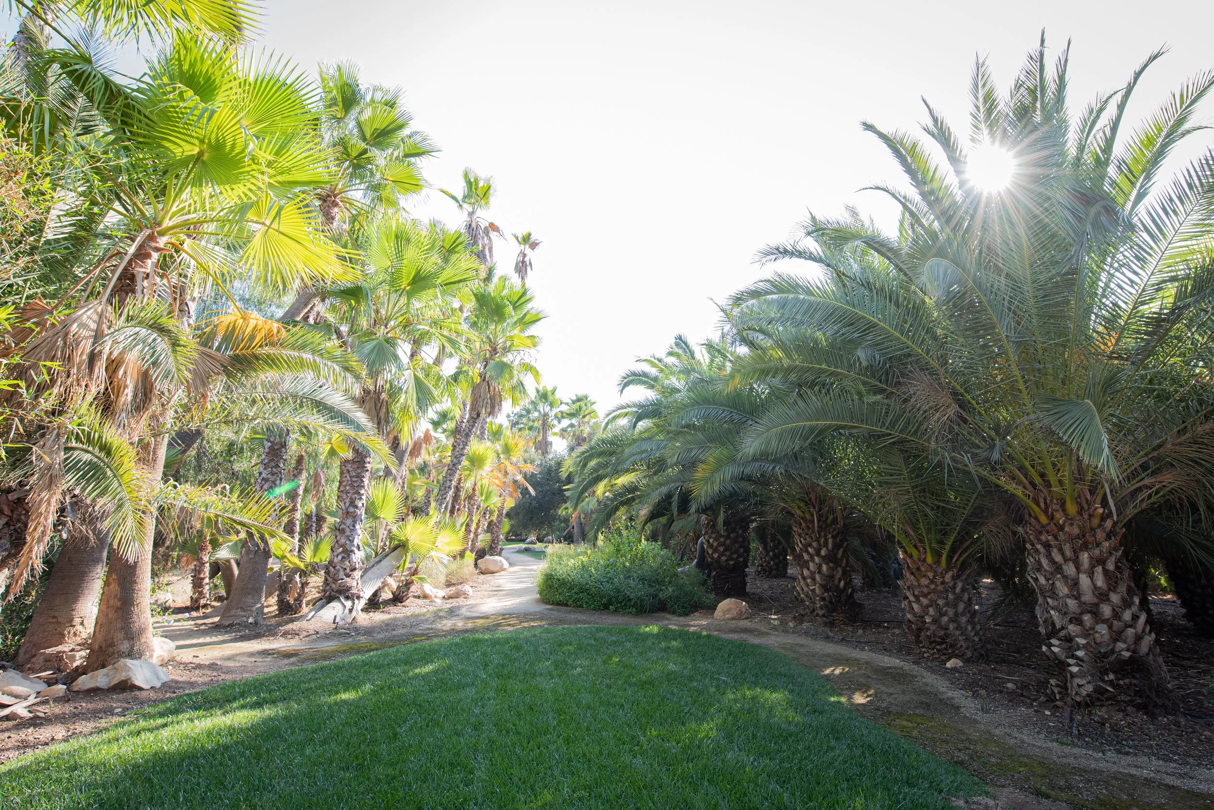Lush palm trees with sun shining through, a grassy area, and a dirt path in a tropical landscape.