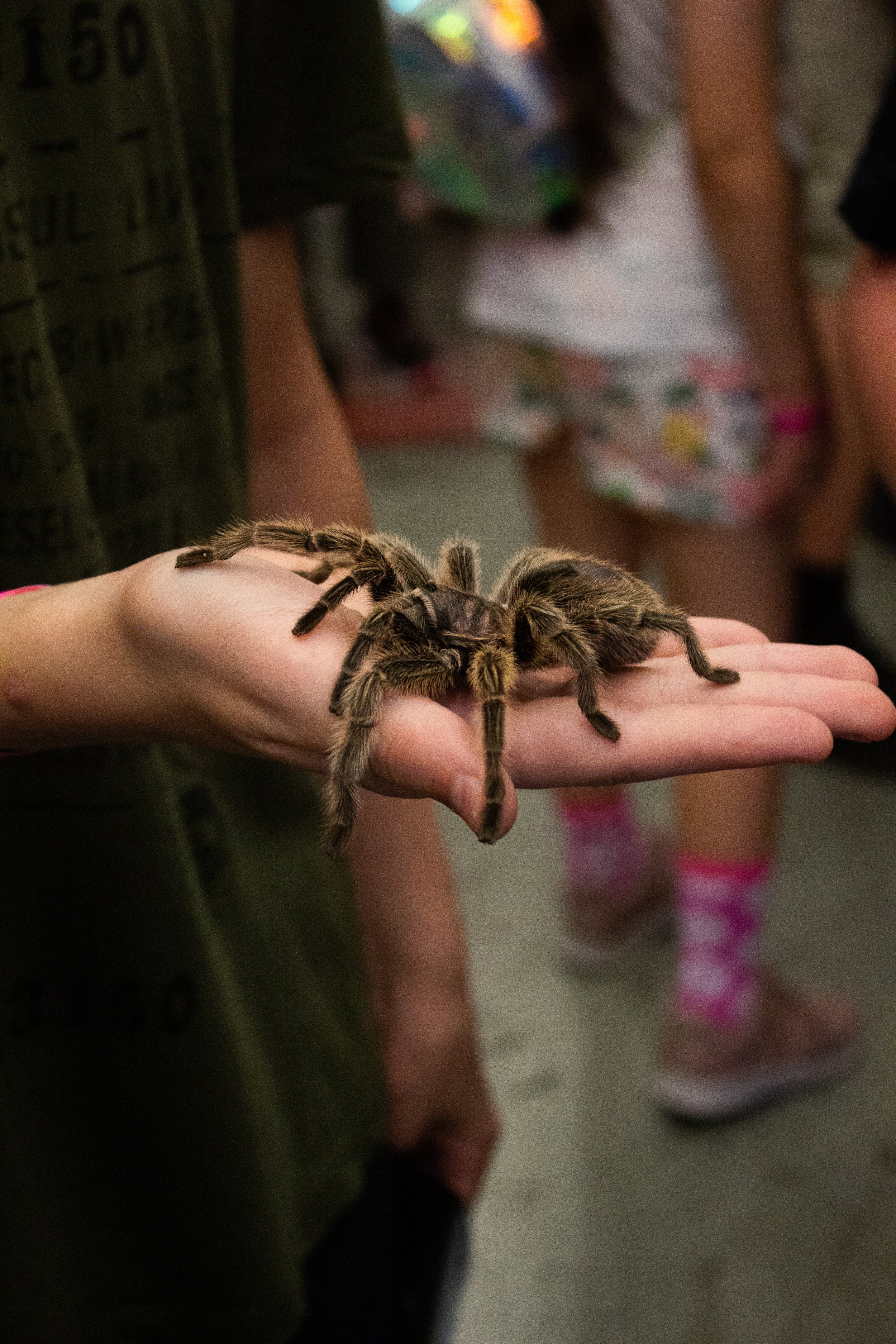 Arachnid Terror/ Comic-Con MTL 07/15-17