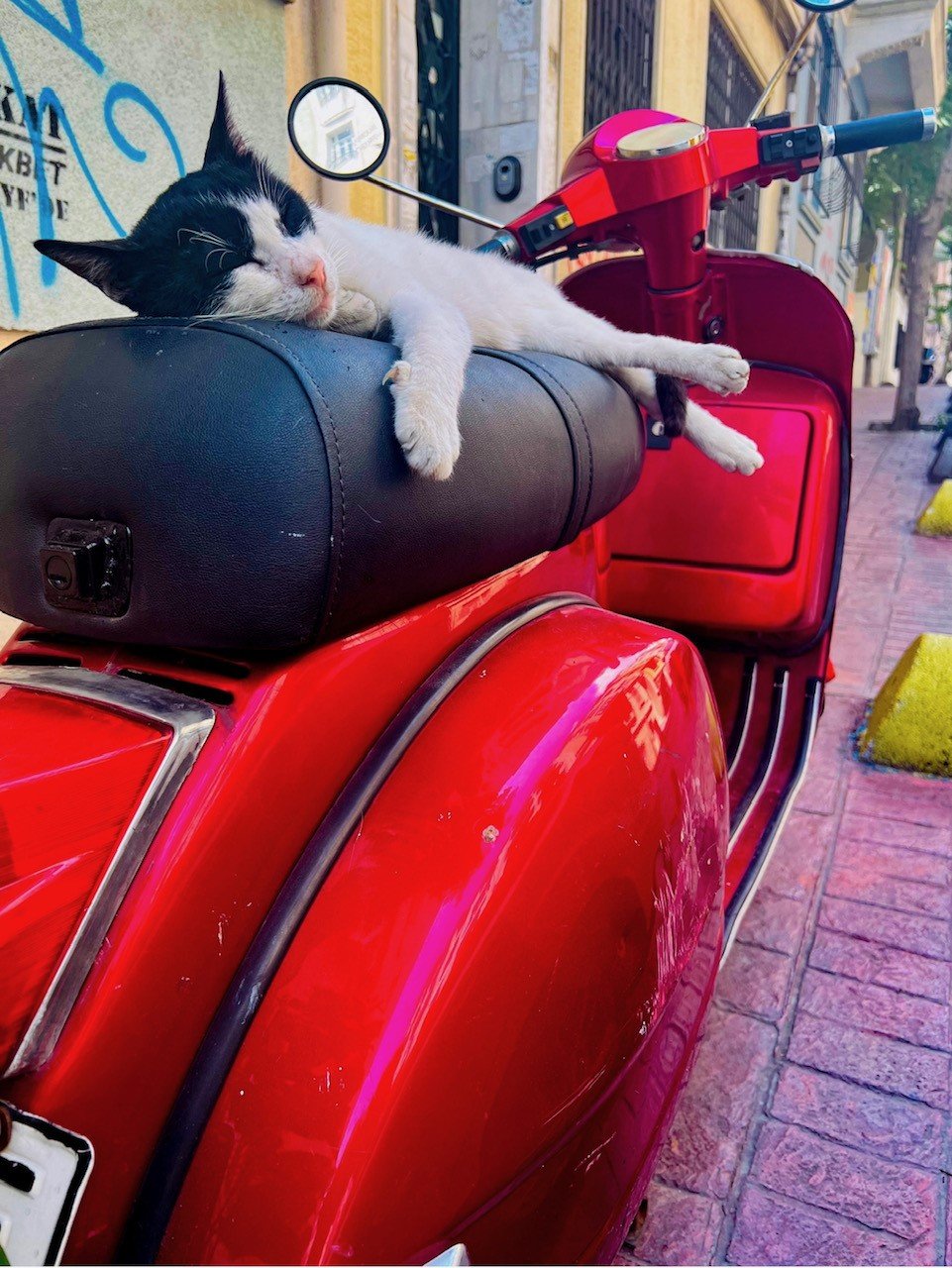 catonmotorbike.jpg