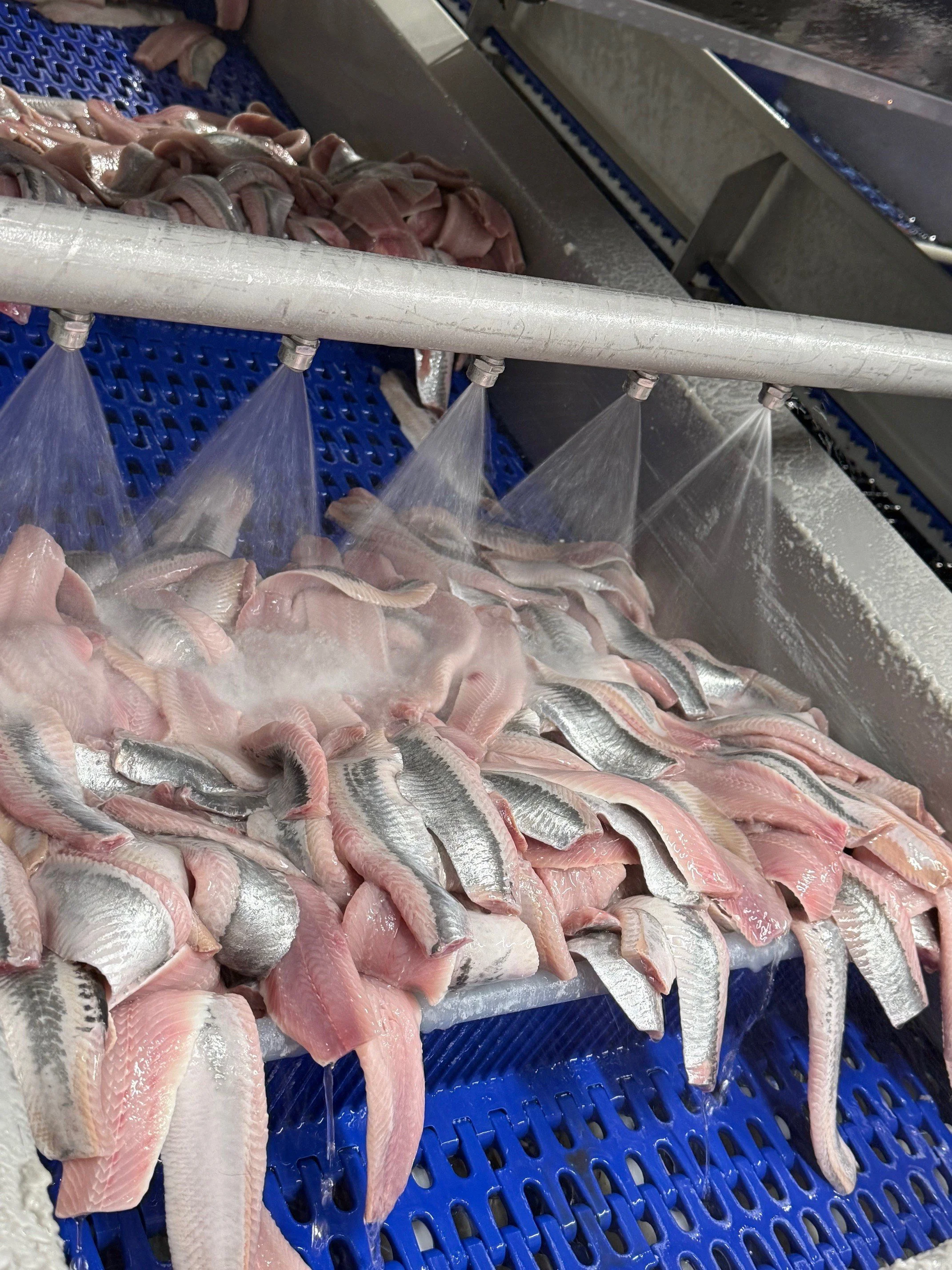 Skinless NVG herring