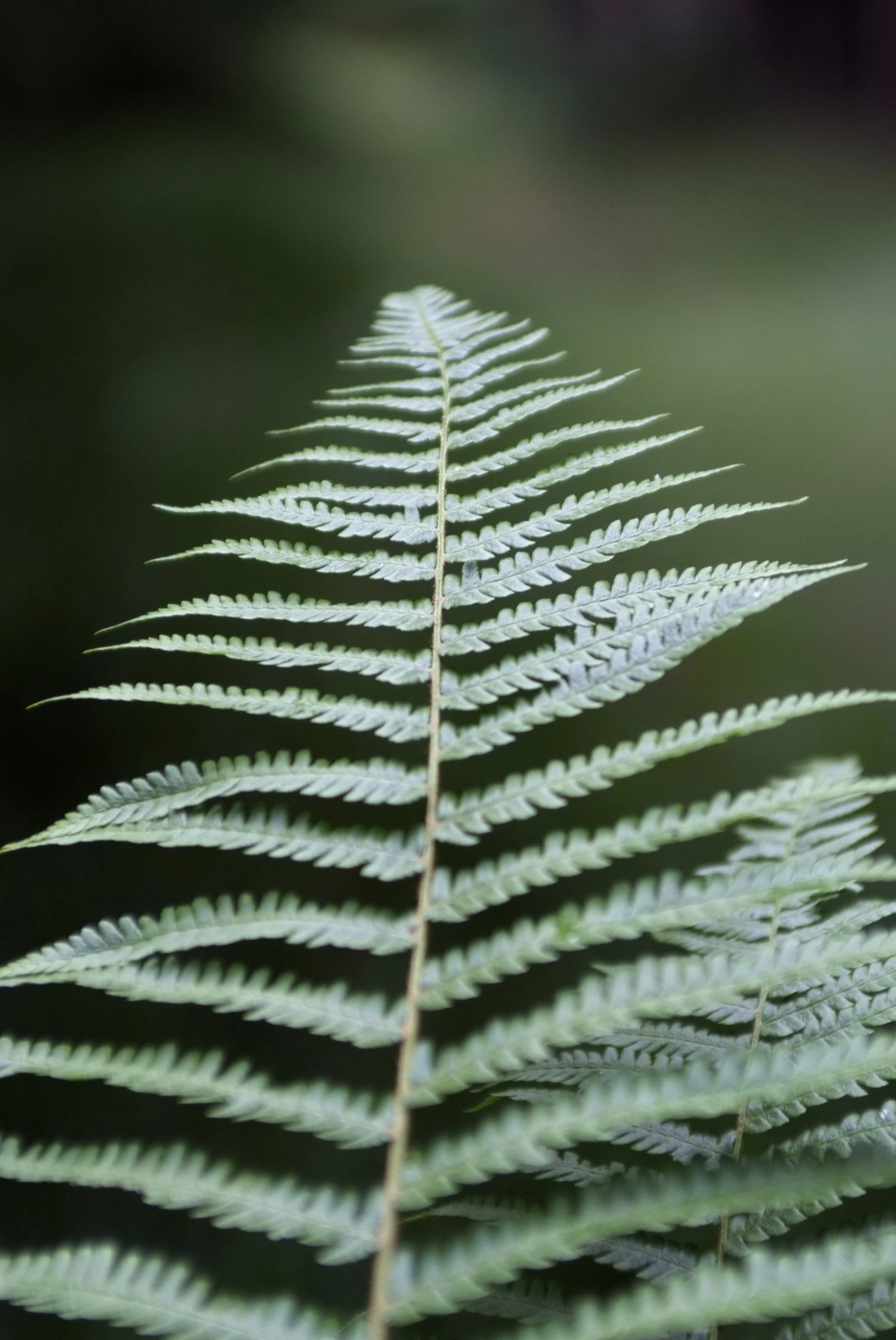 Fern.jpg