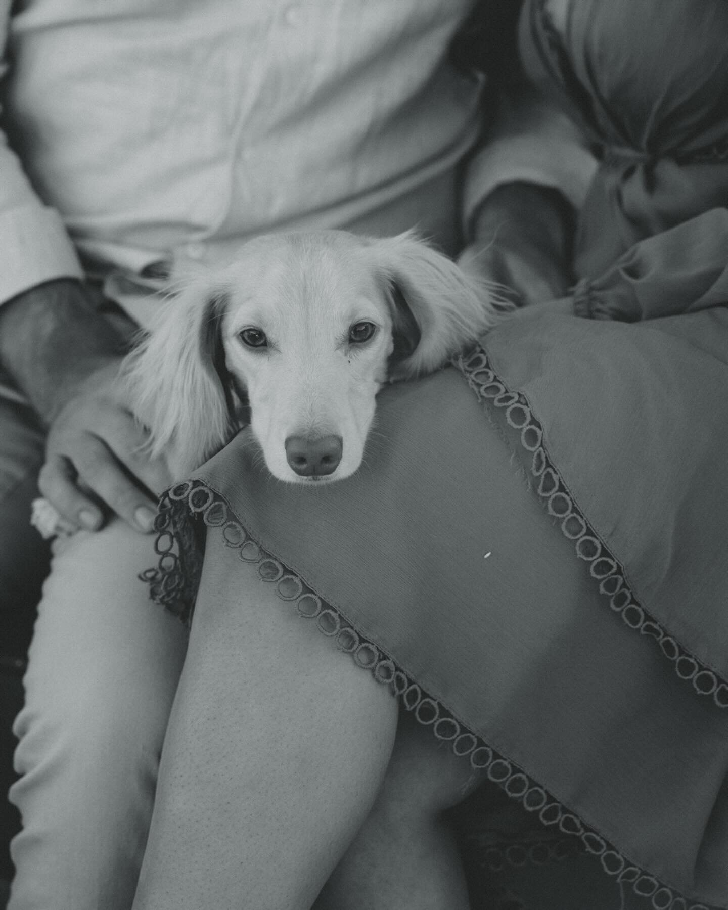 How cute is this little face &mdash; pretty pretty please bring your dog to your photo session 🤍🐶

More photos from the Joshua tree styled shoot: 
Host:&nbsp;@theroamcollectiveco
Couple:&nbsp;@sarahcasmass 
Venue:&nbsp;@rimrockranch

#southerncalif