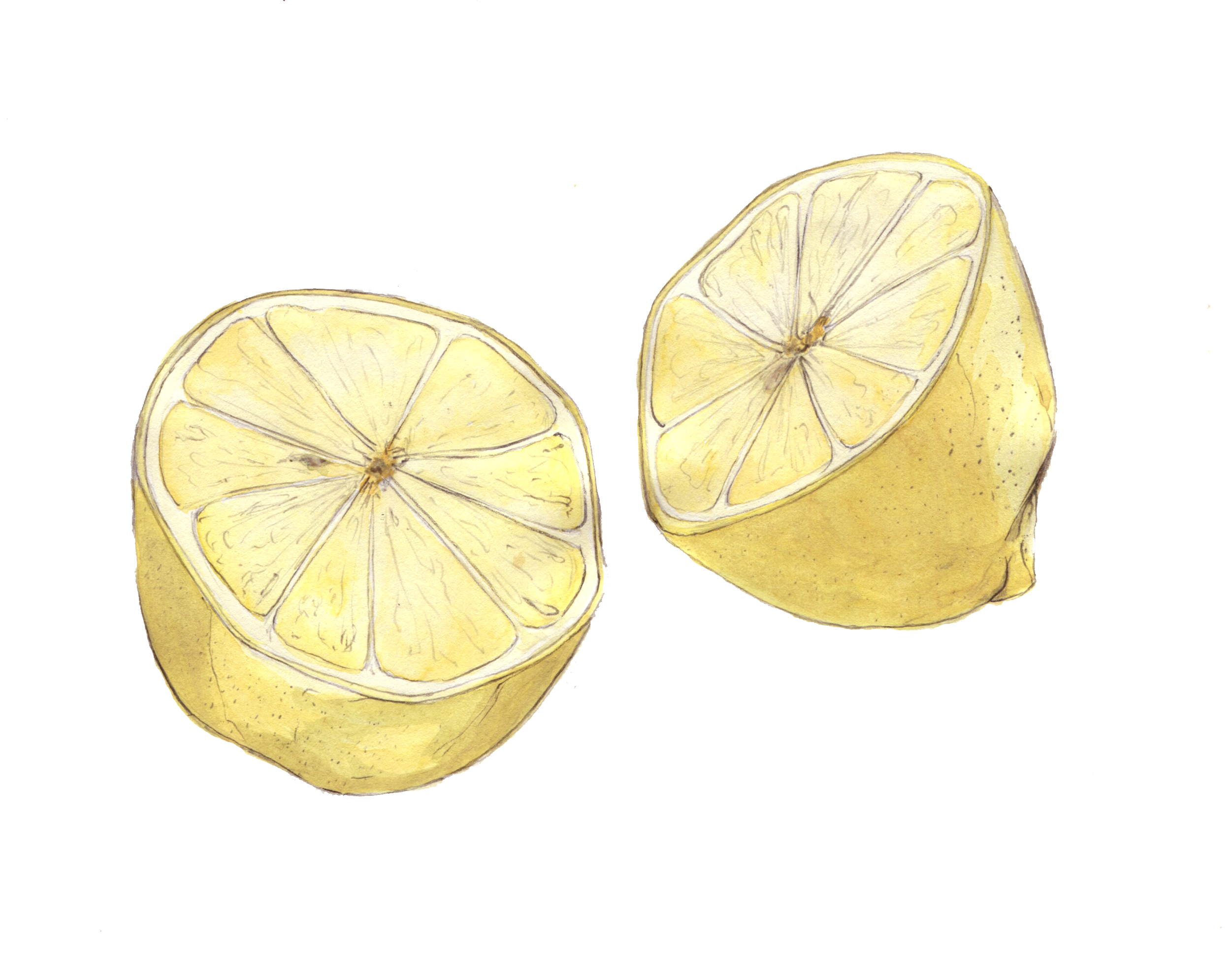 Lemon-halves-corrected.png