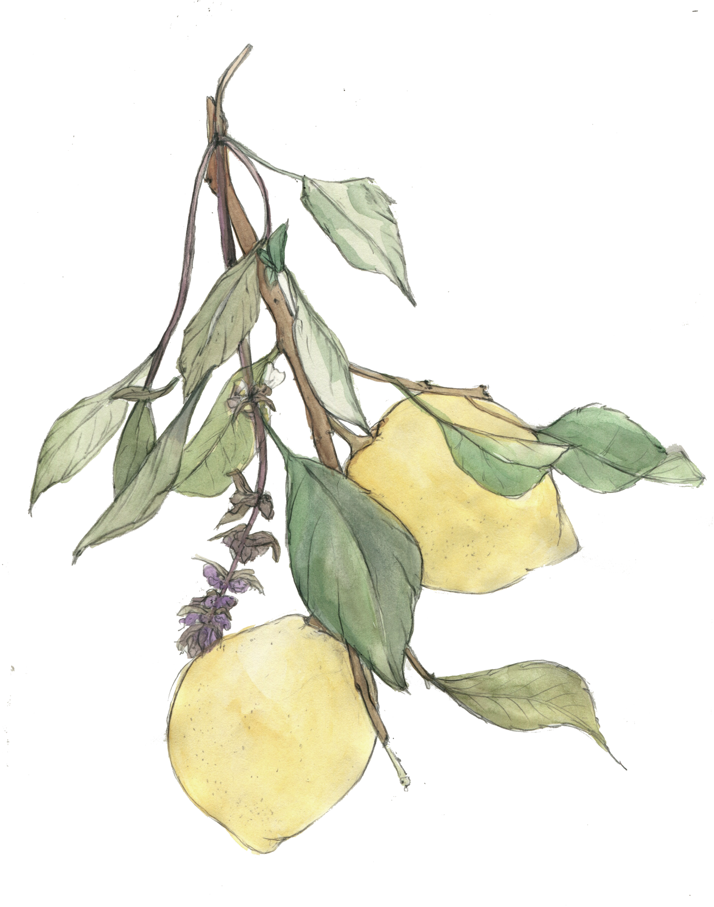 basil_lemons 1.png