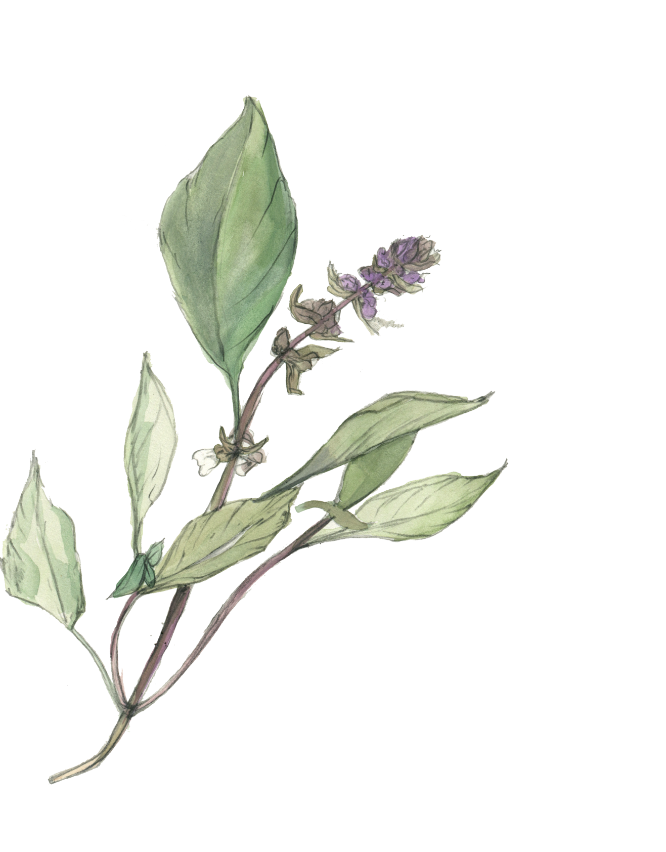 basil 1 (1).png