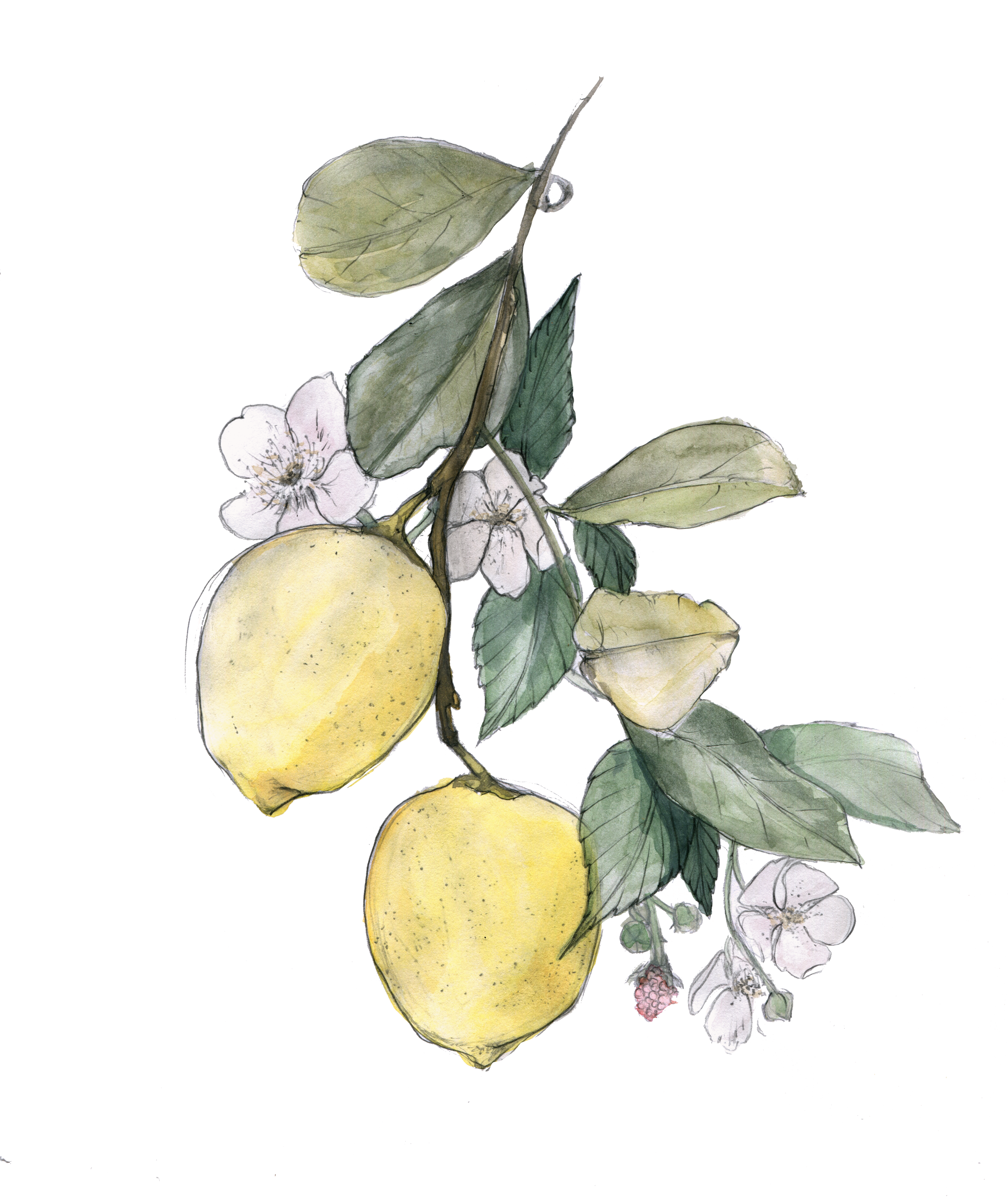blackberry lemons_edited_coolfilter5.png