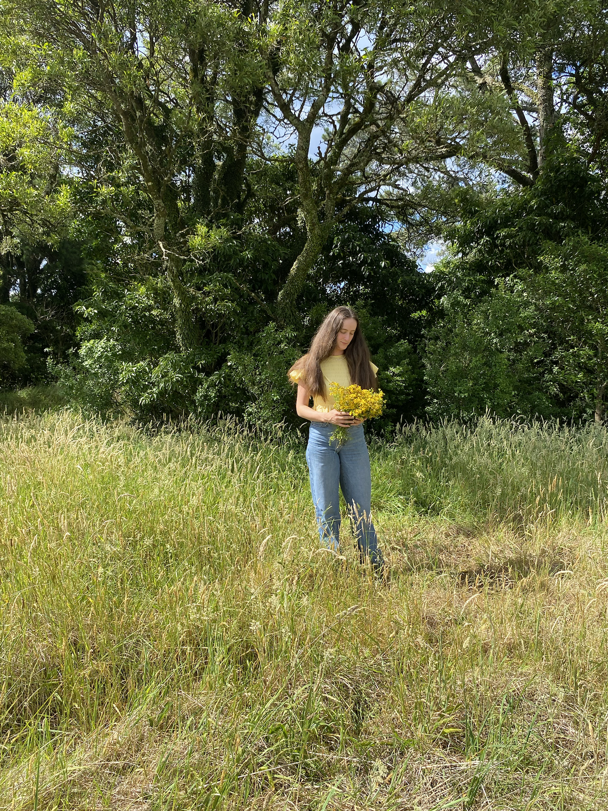 Sunshine in my basket, foraging St. John’s Wort in the Southern Highlands