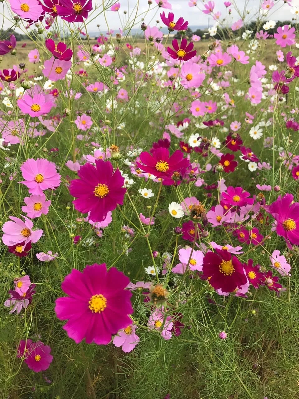 Flowers are powers. Never forget that. Photos not my own🪻🌸🌷🌻🌼🌹
#thetidalist #cosmos #wildflowers #wild #nature #garden #flowers