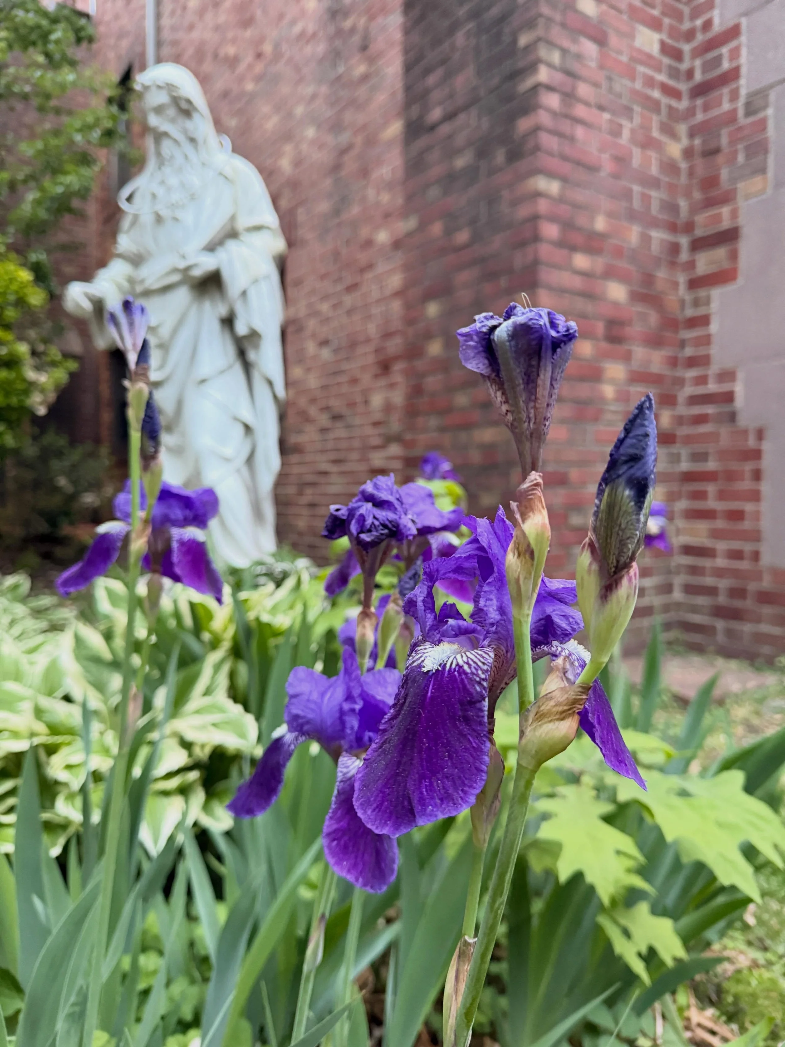 Iris in bloom. 🦋💜
#thetidalist #iris #flowers #springnyc #inbloom